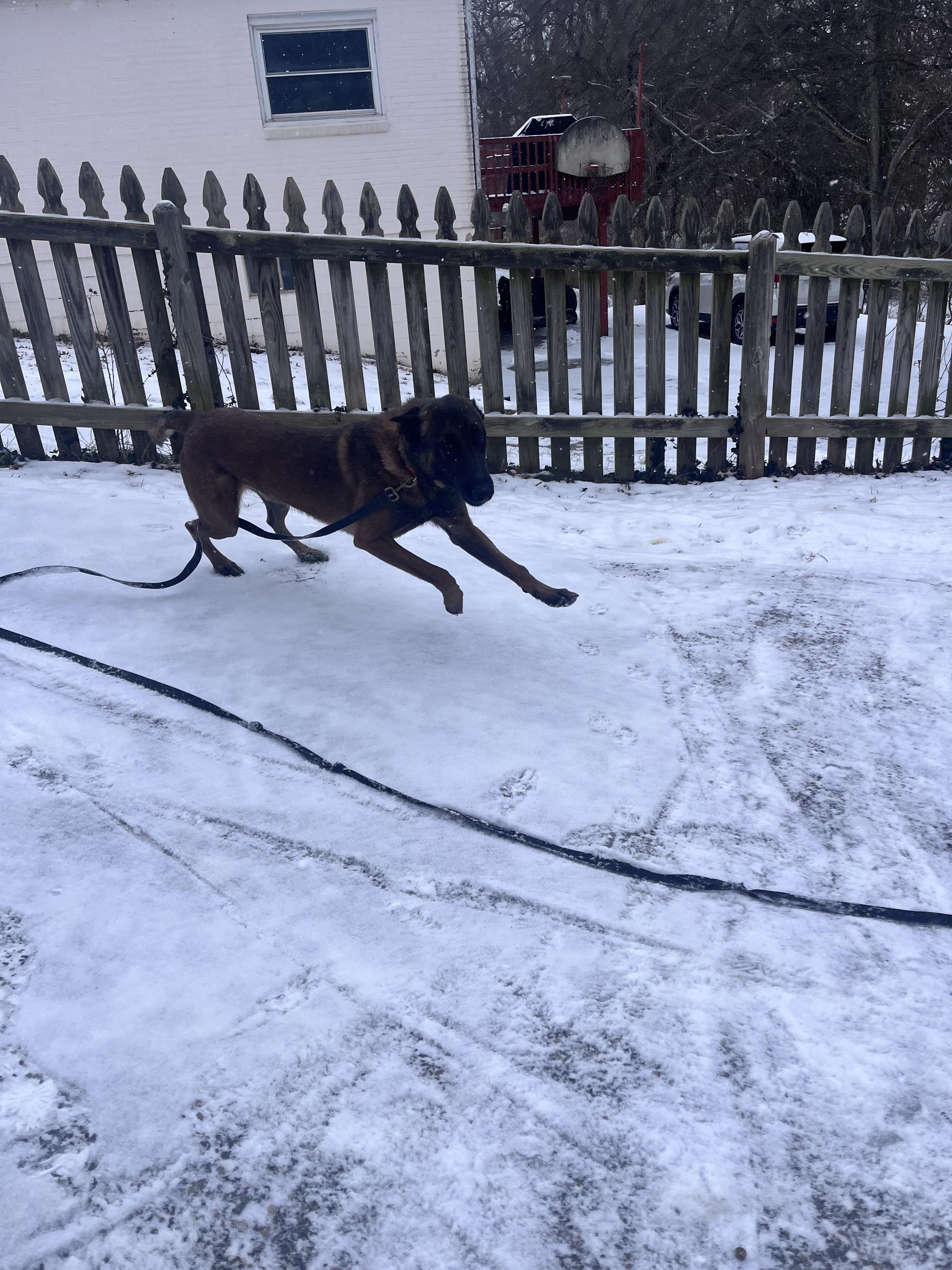 Enlarge Weems, a Adoptable Belgian Shepherd / Malinois in Stahlstown, PA image 1/6
