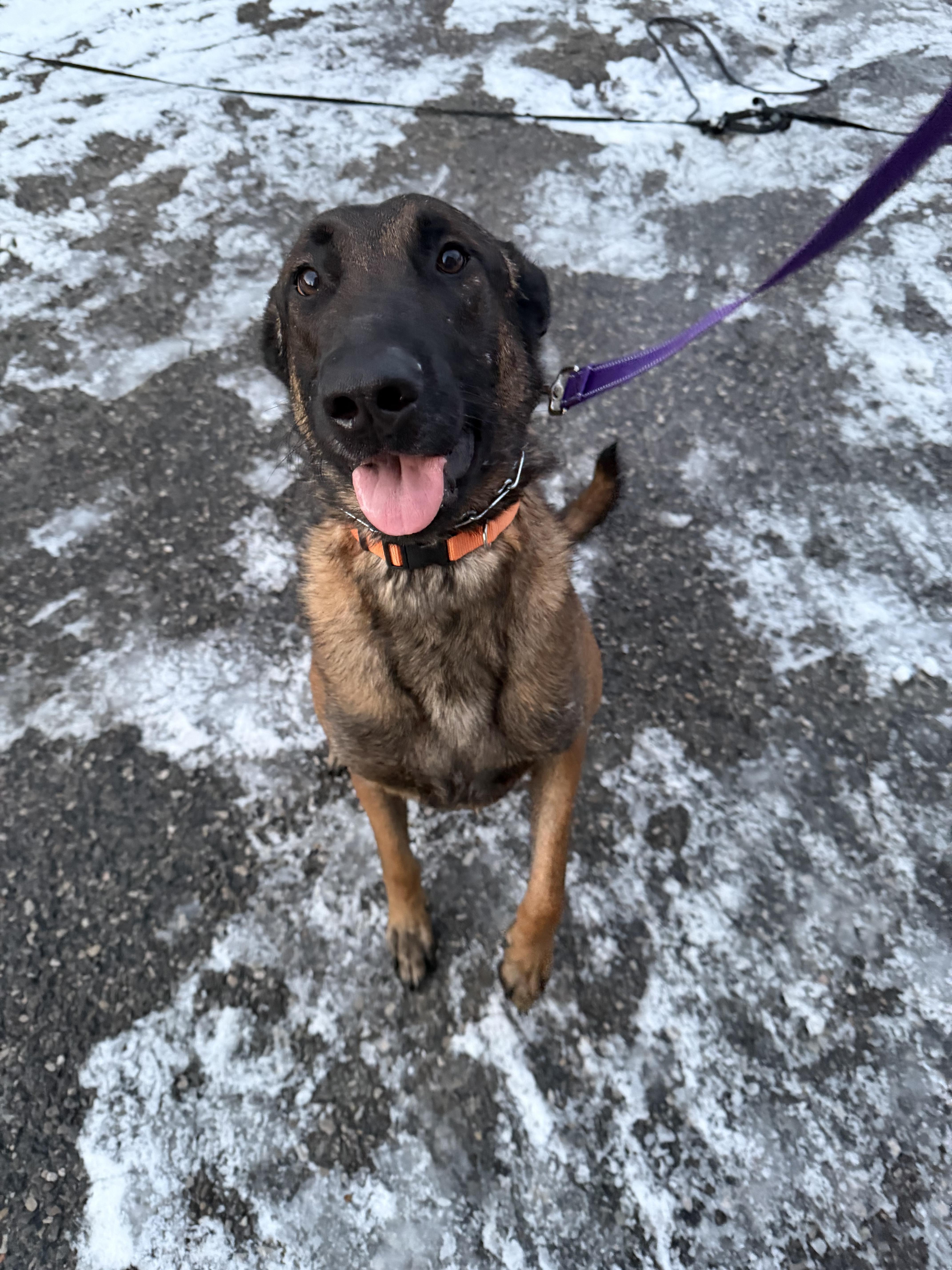 Enlarge Weems, a Adoptable Belgian Shepherd / Malinois in Stahlstown, PA image 2/6