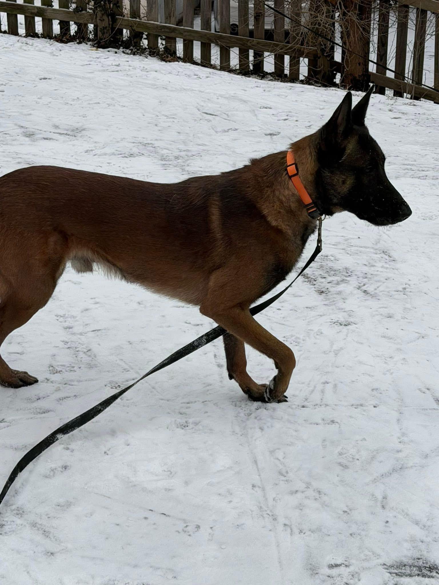 Enlarge Weems, a Adoptable Belgian Shepherd / Malinois in Stahlstown, PA image 3/6