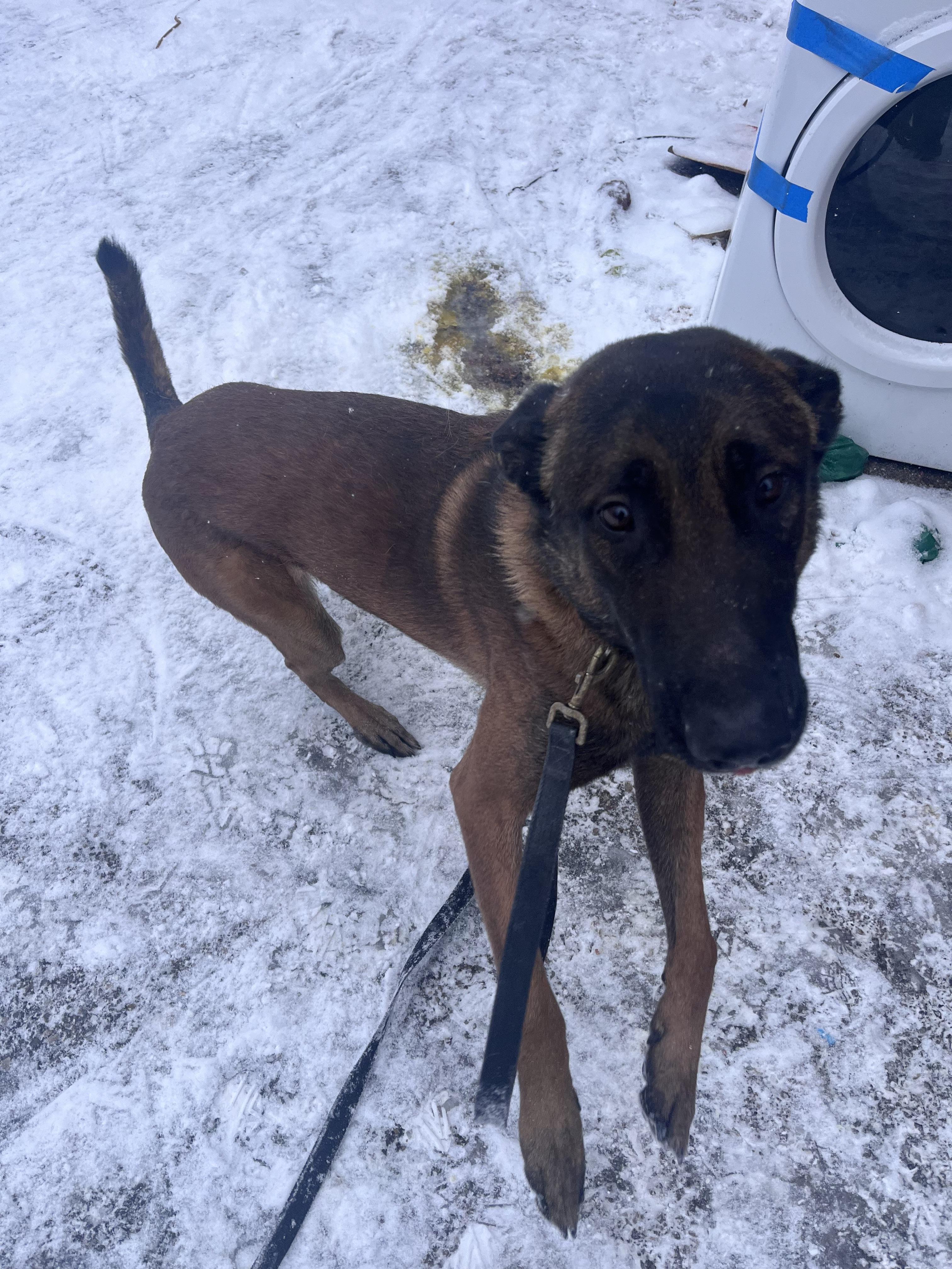 Enlarge Weems, a Adoptable Belgian Shepherd / Malinois in Stahlstown, PA image 4/6