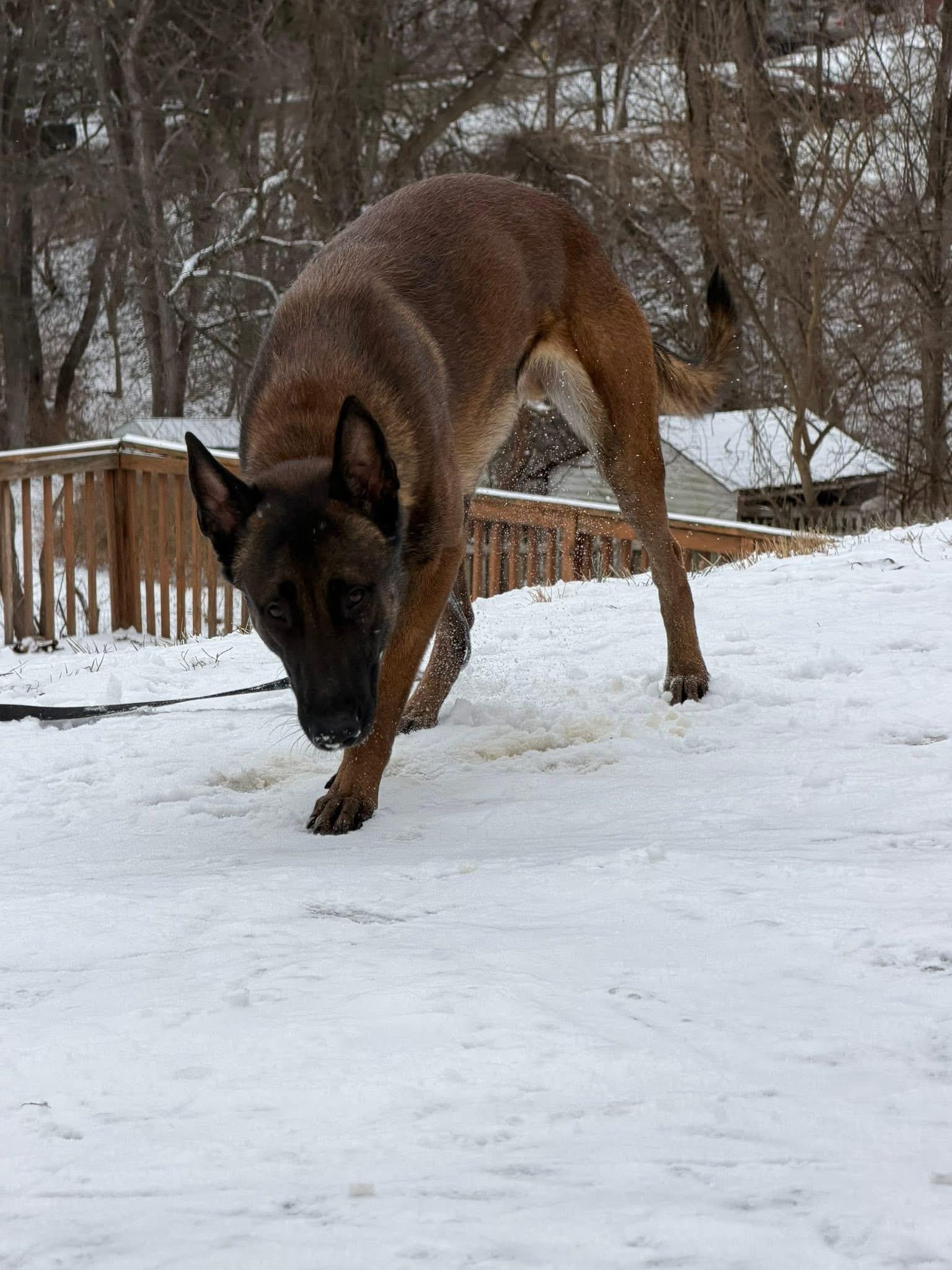 Enlarge Weems, a Adoptable Belgian Shepherd / Malinois in Stahlstown, PA image 5/6