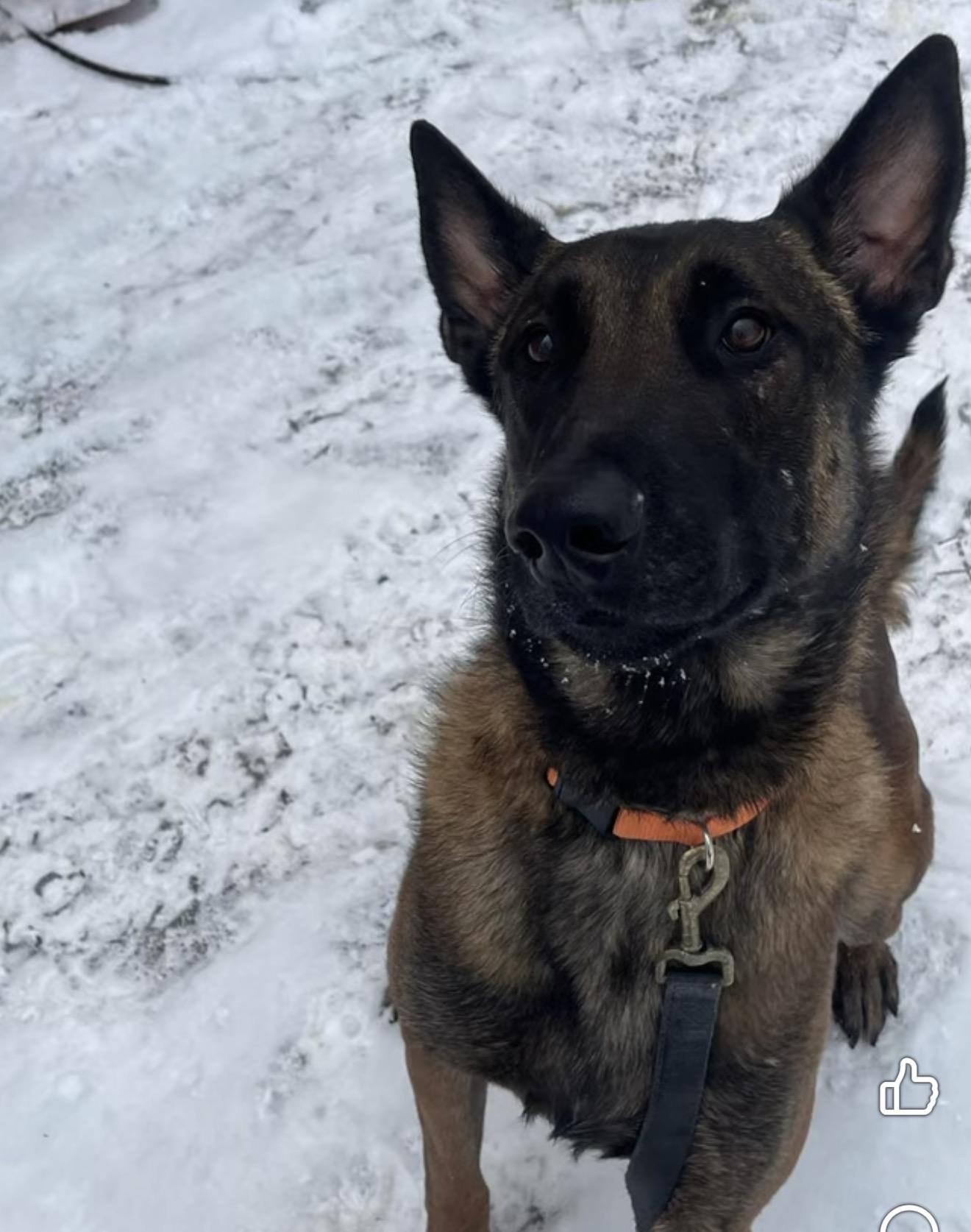 Enlarge Weems, a Adoptable Belgian Shepherd / Malinois in Stahlstown, PA image 6/6