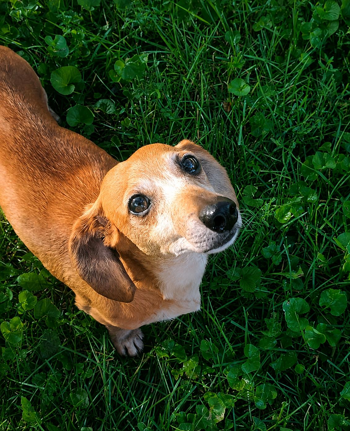 Lilyanne, Adoptable, Adult Female Dachshund.