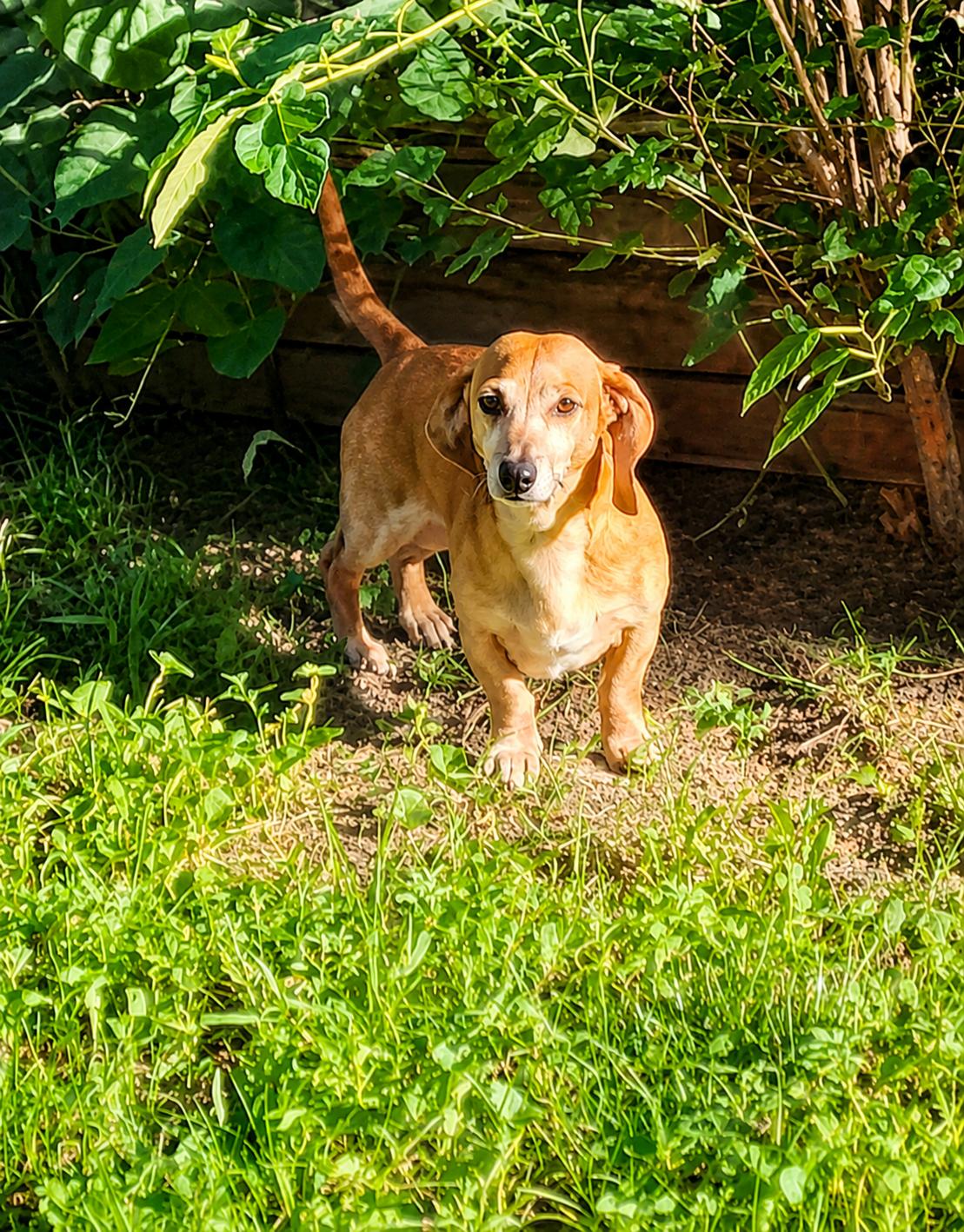 Enlarge Lilyanne, a Adoptable Dachshund in Lee's Summit, MO image 2/2