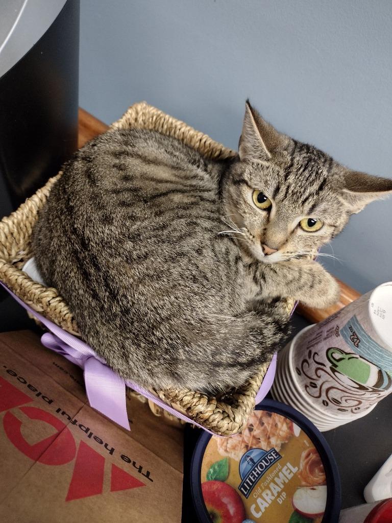 Flower, Adoptable, Adult Female Domestic Short Hair.