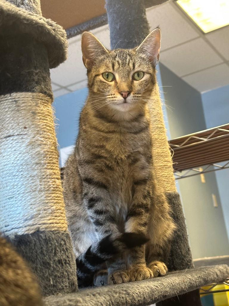 Flower, a Adoptable mixed breed in LIberty, NY image 2/6