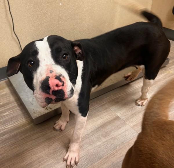 Donkey, Adoptable, Young Female American Staffordshire Terrier.