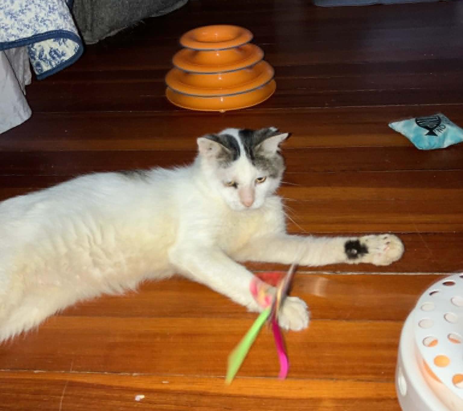 Enlarge Jack Sparrow, an adopted Domestic Short Hair in Roslindale, MA image 2/3