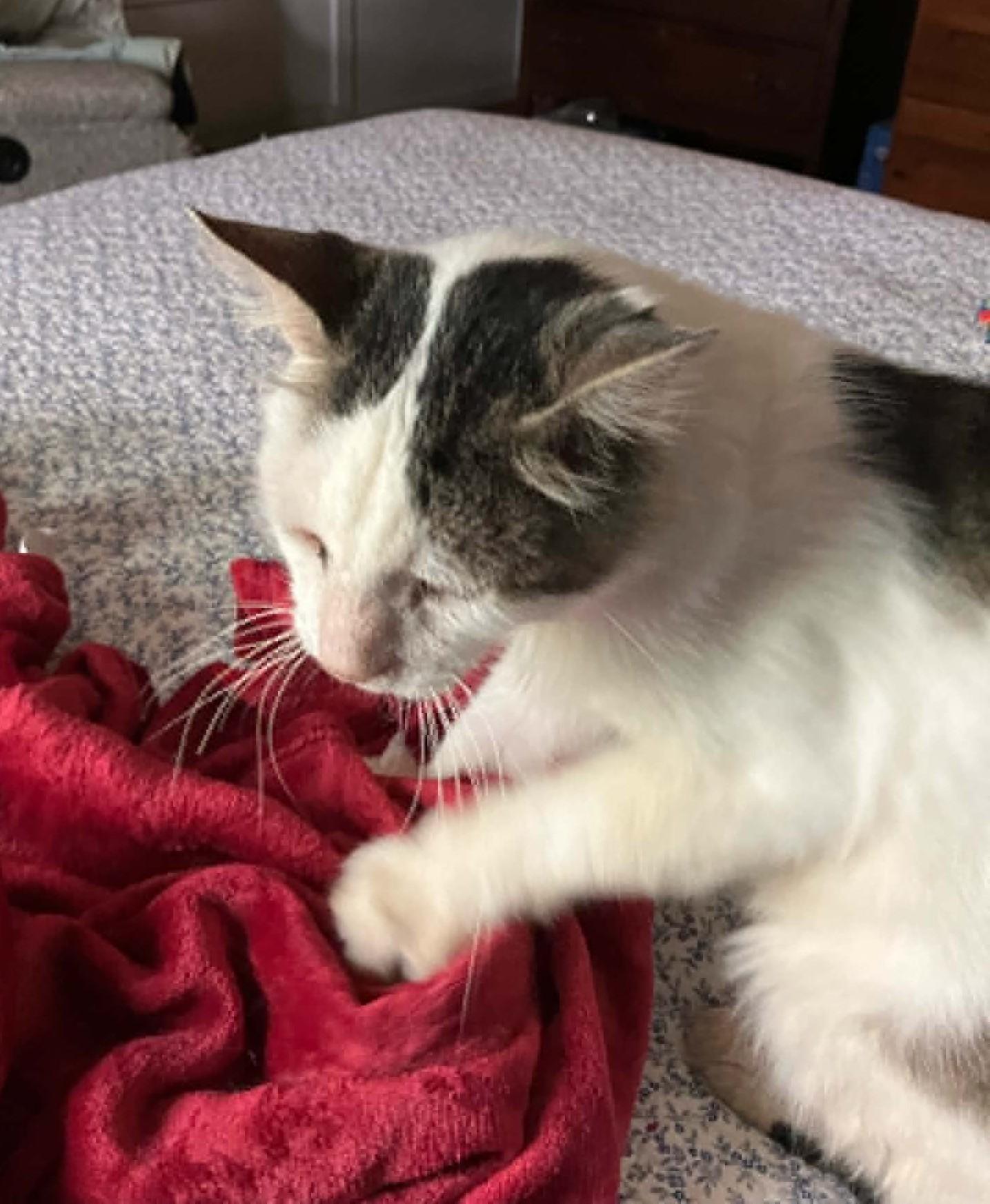 Enlarge Jack Sparrow, an adopted Domestic Short Hair in Roslindale, MA image 3/3