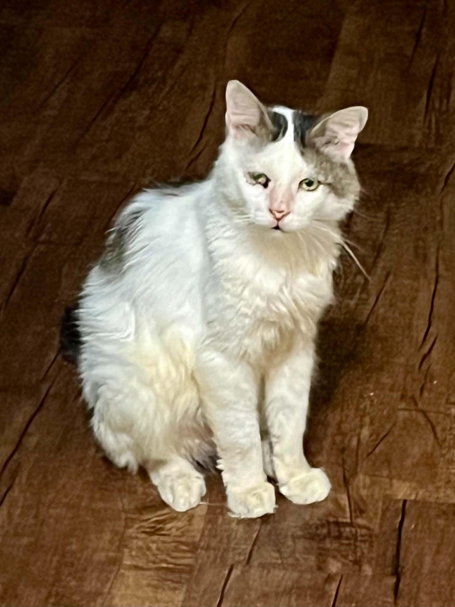 Enlarge Jack Sparrow, an adopted Domestic Short Hair in Roslindale, MA image 1/3