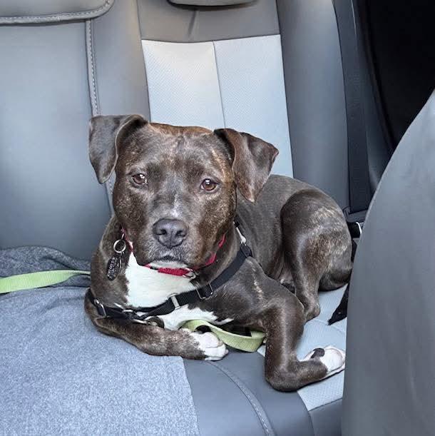 Enlarge Luna Grace, a Adoptable mixed breed in Phoenixville, PA image 1/6