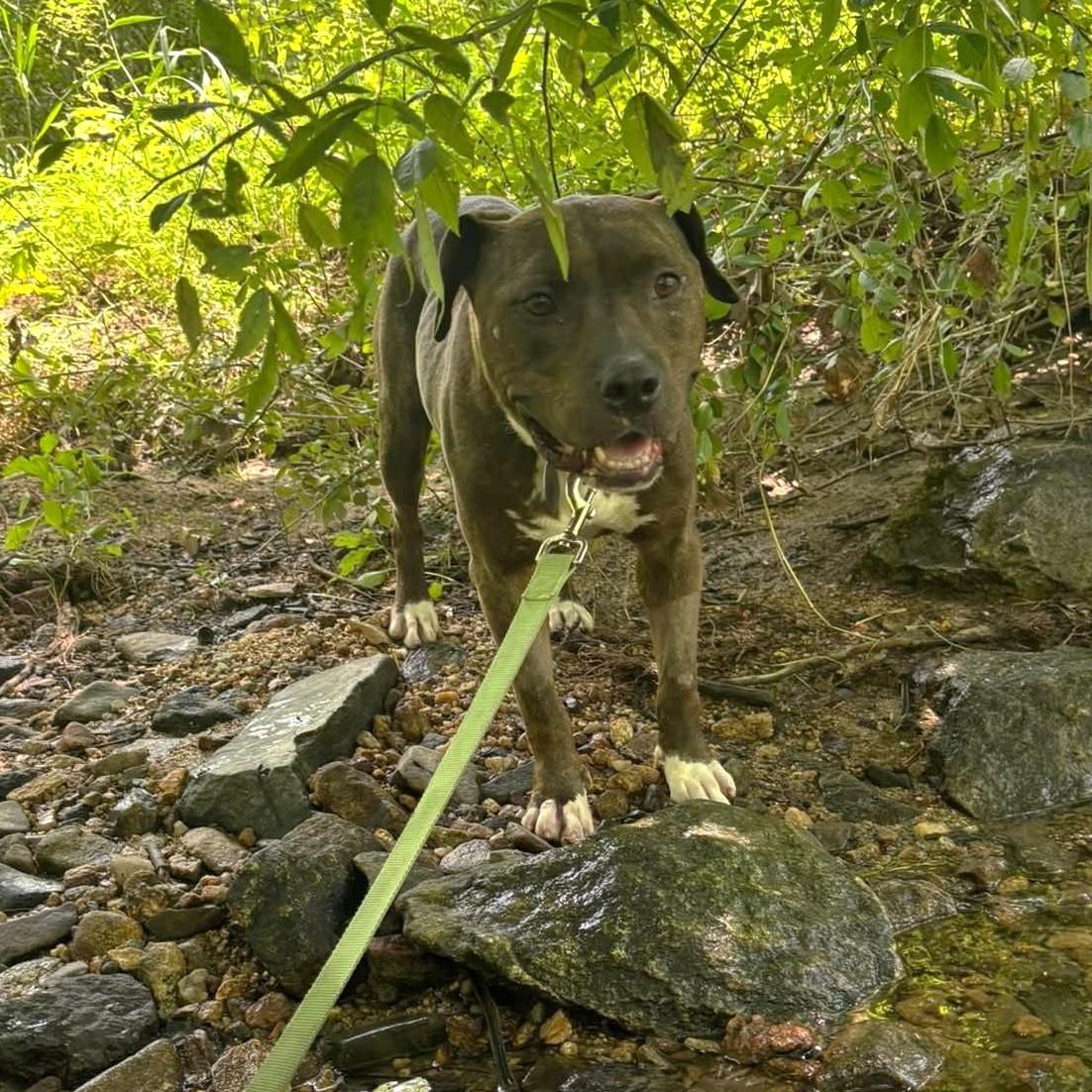 Luna, Adult Female Pit Bull Terrier