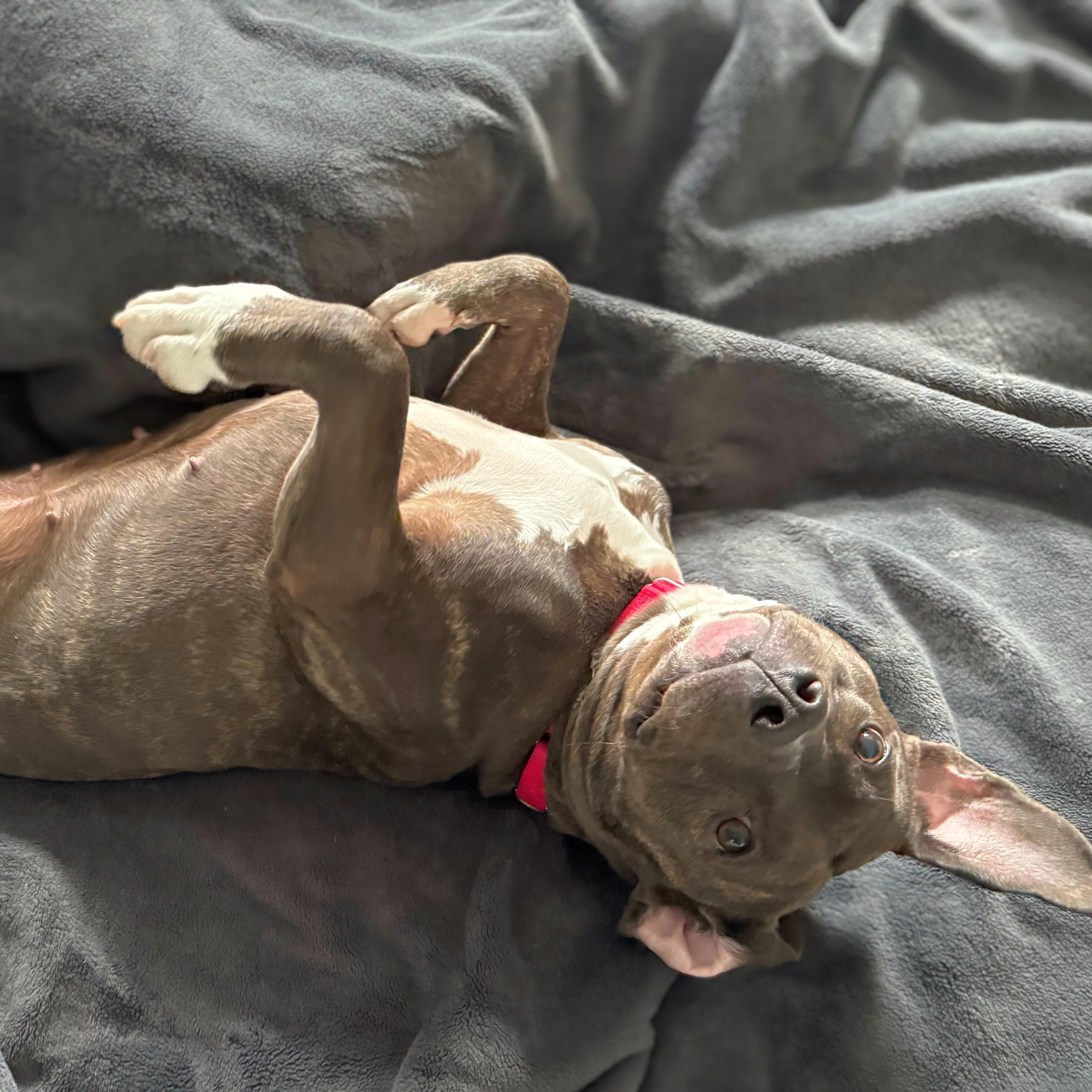 Luna Grace, Adoptable, Adult Female Pit Bull Terrier.