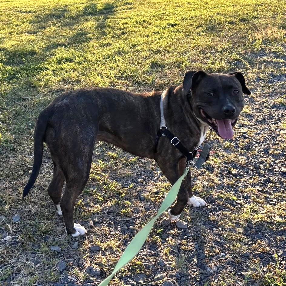 Enlarge Luna Grace, a Adoptable mixed breed in Phoenixville, PA image 5/6