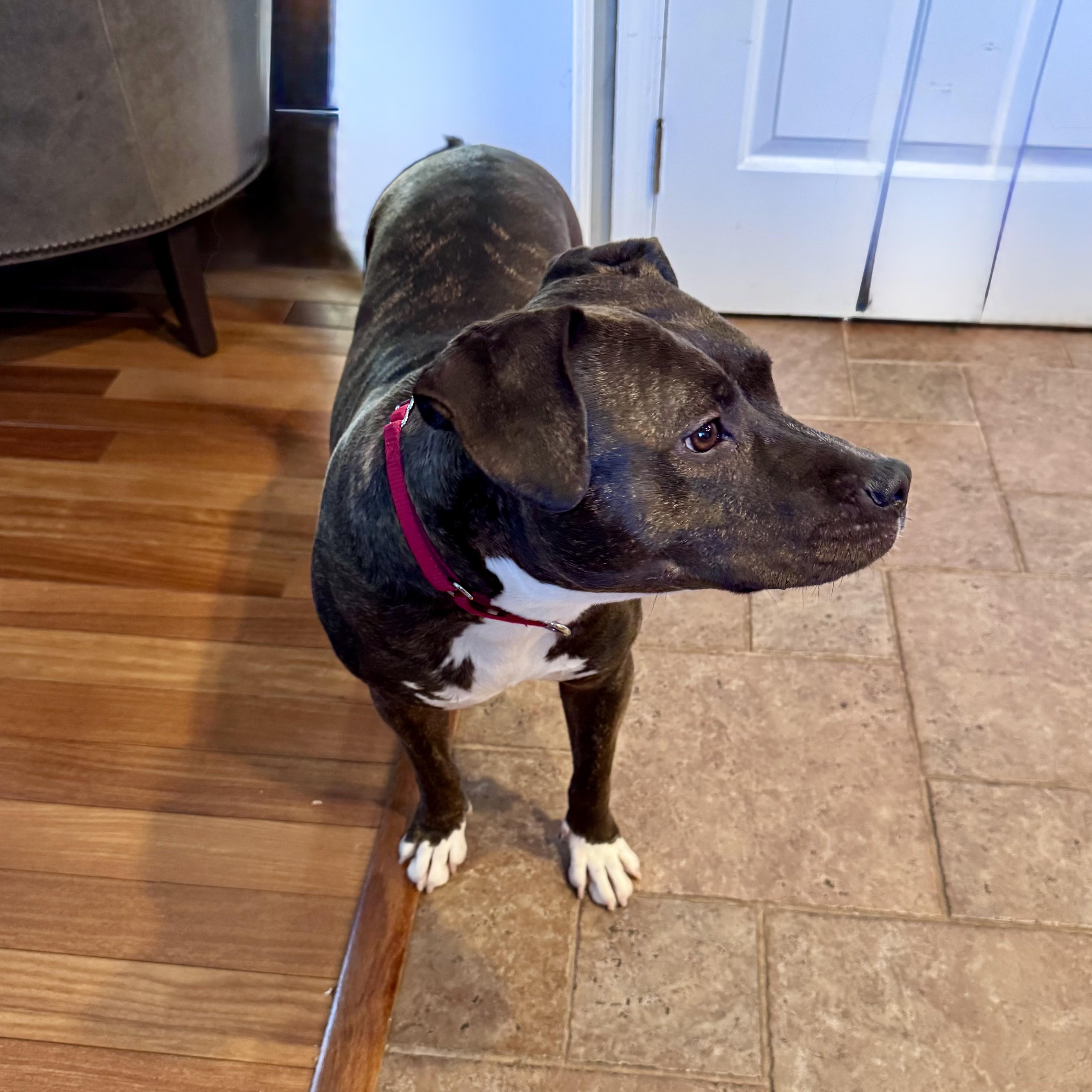 Enlarge Luna Grace, a Adoptable mixed breed in Phoenixville, PA image 2/6