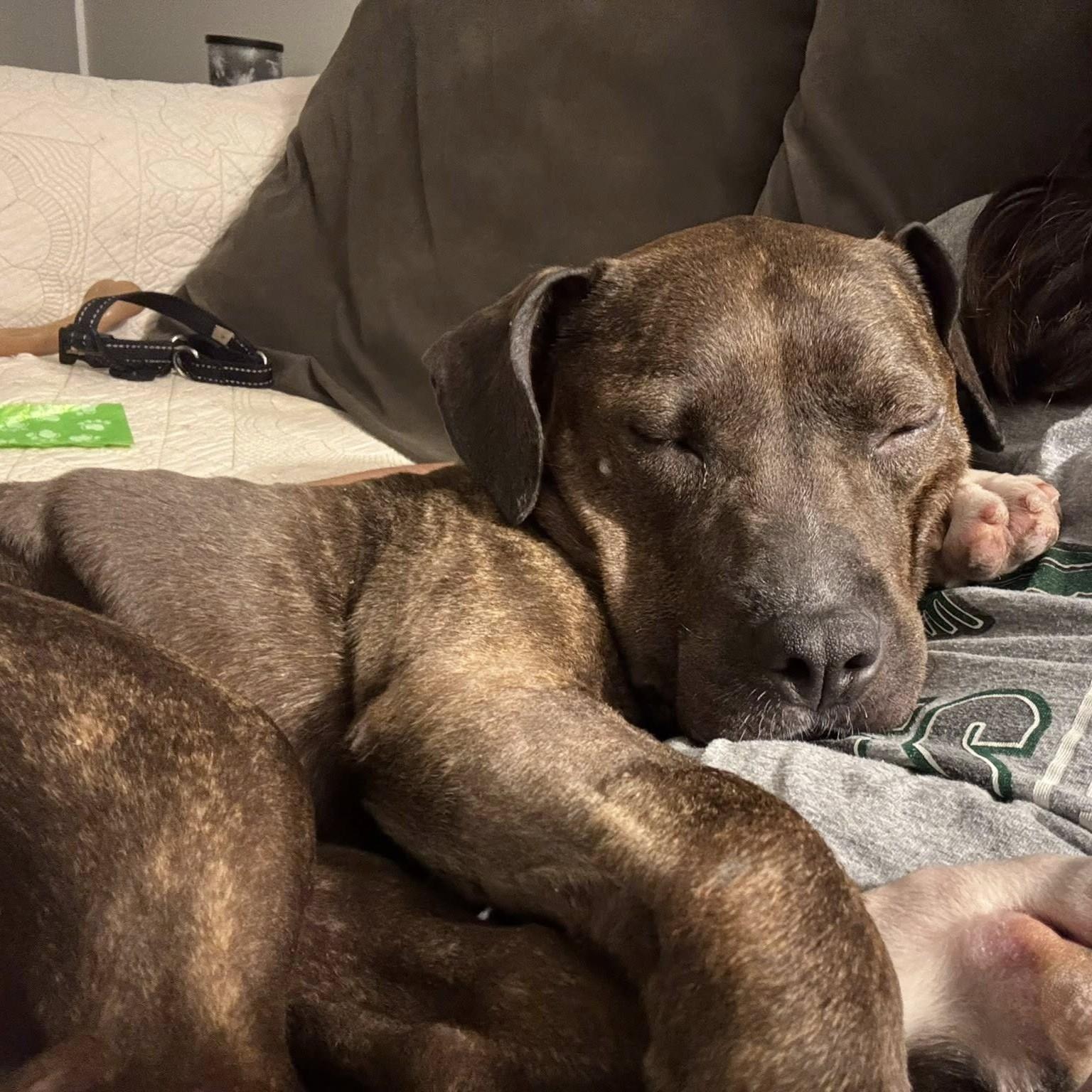 Enlarge Luna Grace, a Adoptable mixed breed in Phoenixville, PA image 6/6