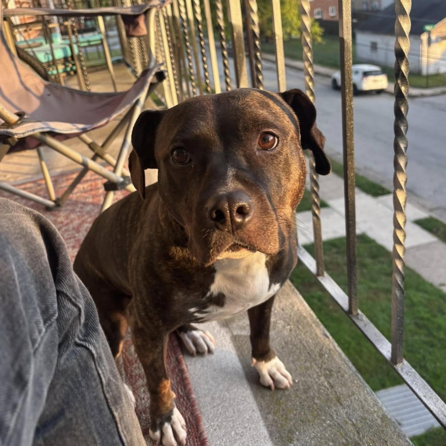 Luna Grace, Adoptable, Adult Female Pit Bull Terrier.