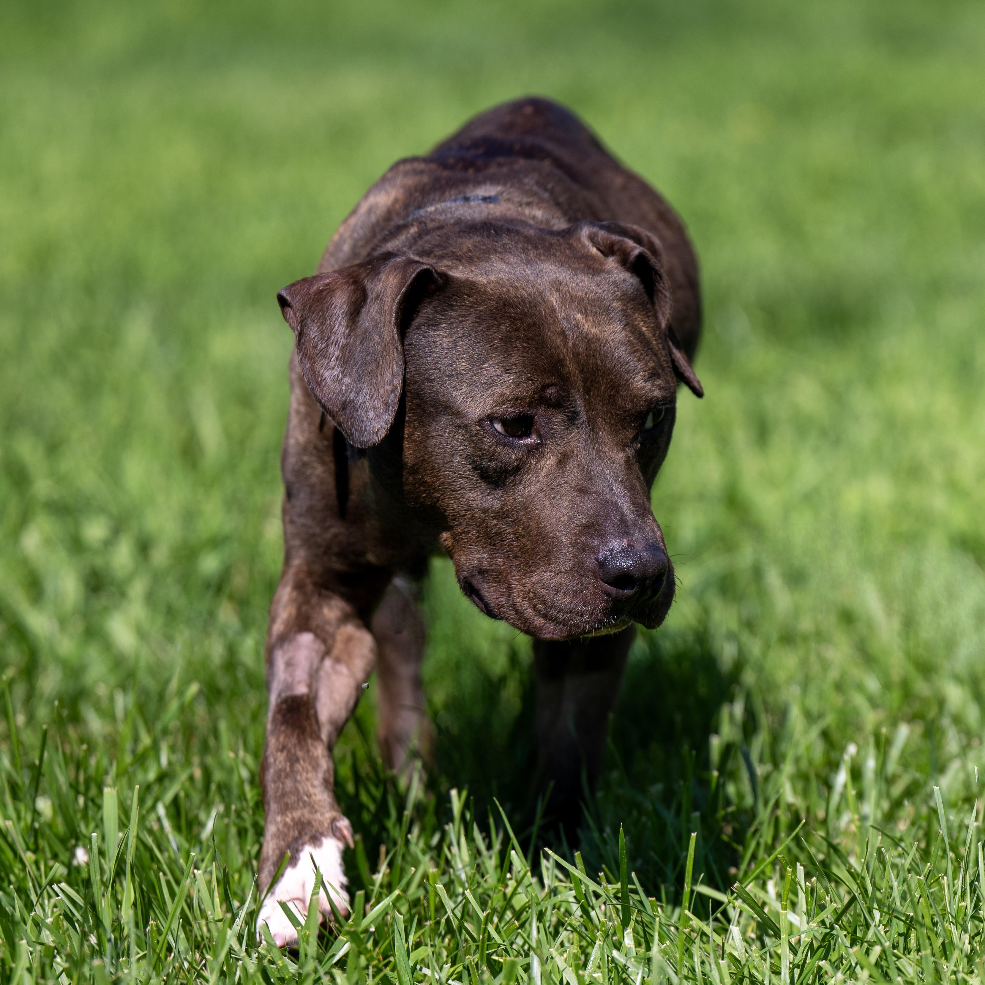 Luna photo 4