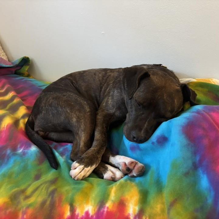 Enlarge Luna Grace, a Adoptable mixed breed in Phoenixville, PA image 3/6