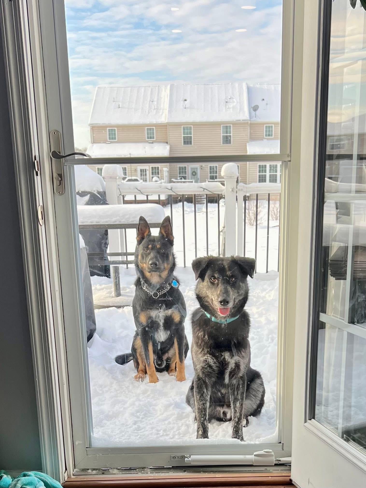 Enlarge Dexter, a ADOPTABLE mixed breed in Souderton, PA image 3/4