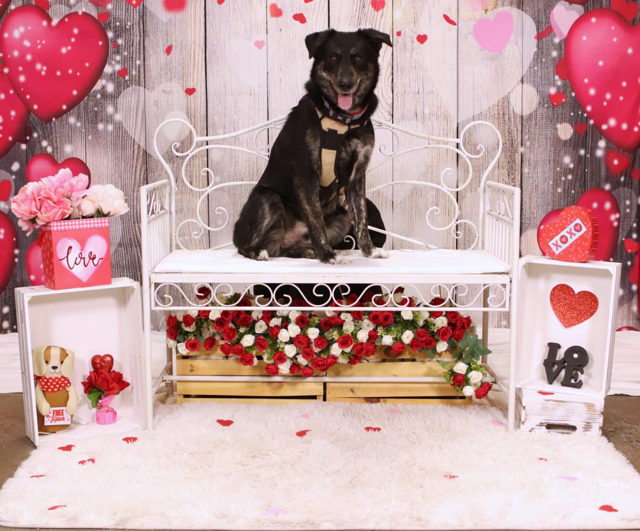 Enlarge Dexter, a ADOPTABLE mixed breed in Souderton, PA image 1/4