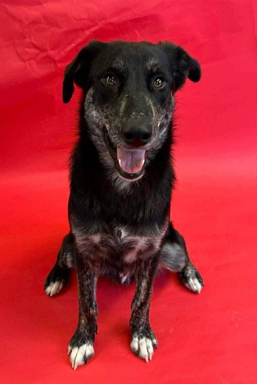 Enlarge Dexter, a ADOPTABLE mixed breed in Souderton, PA image 2/4