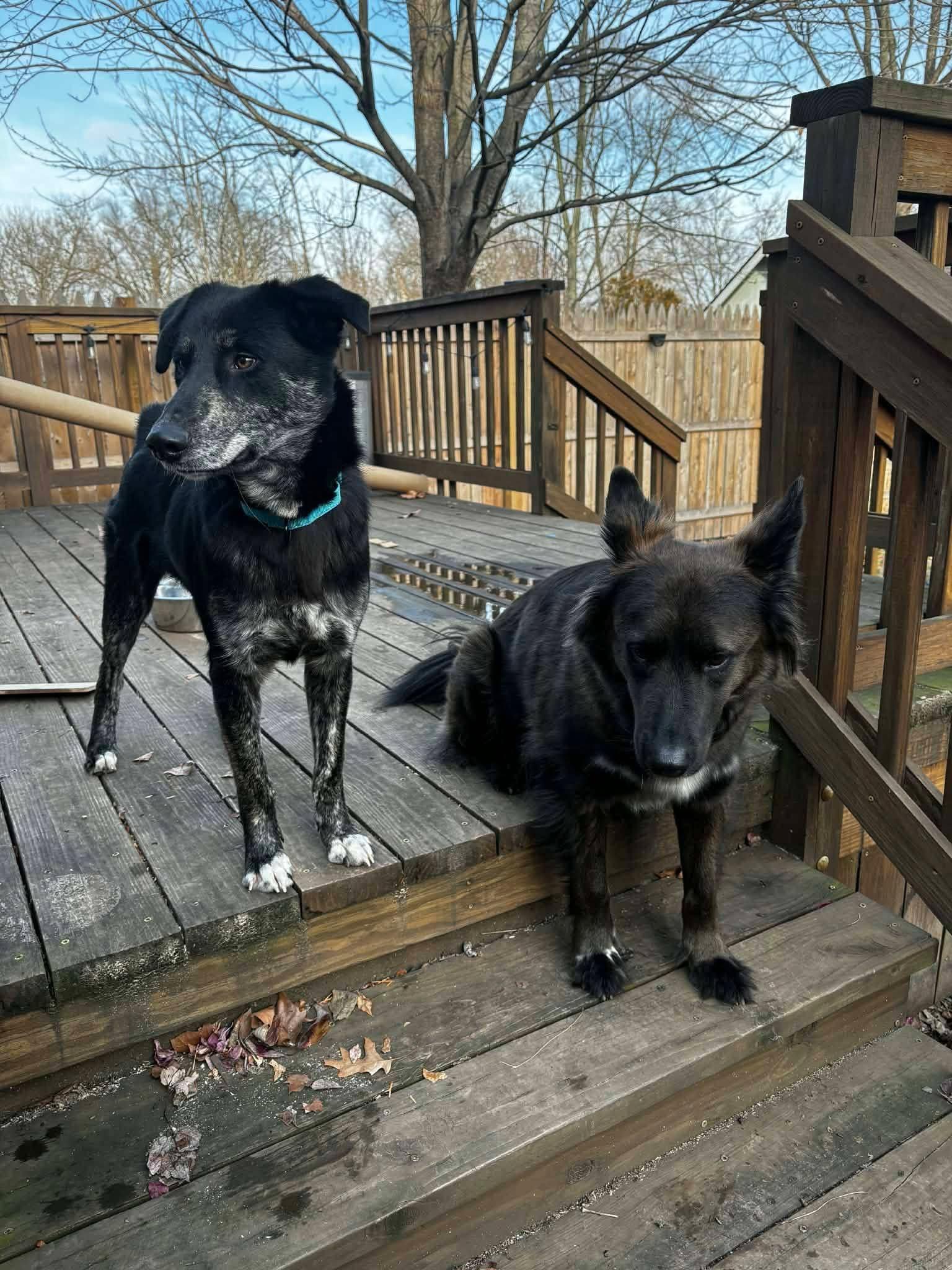 Enlarge Dexter, a ADOPTABLE mixed breed in Souderton, PA image 4/4