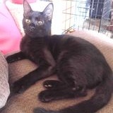 Honeysuckle, a Adoptable Domestic Medium Hair in Yukon, OK image 2/3