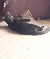 Honeysuckle, a Adoptable Domestic Medium Hair in Yukon, OK image 3/3