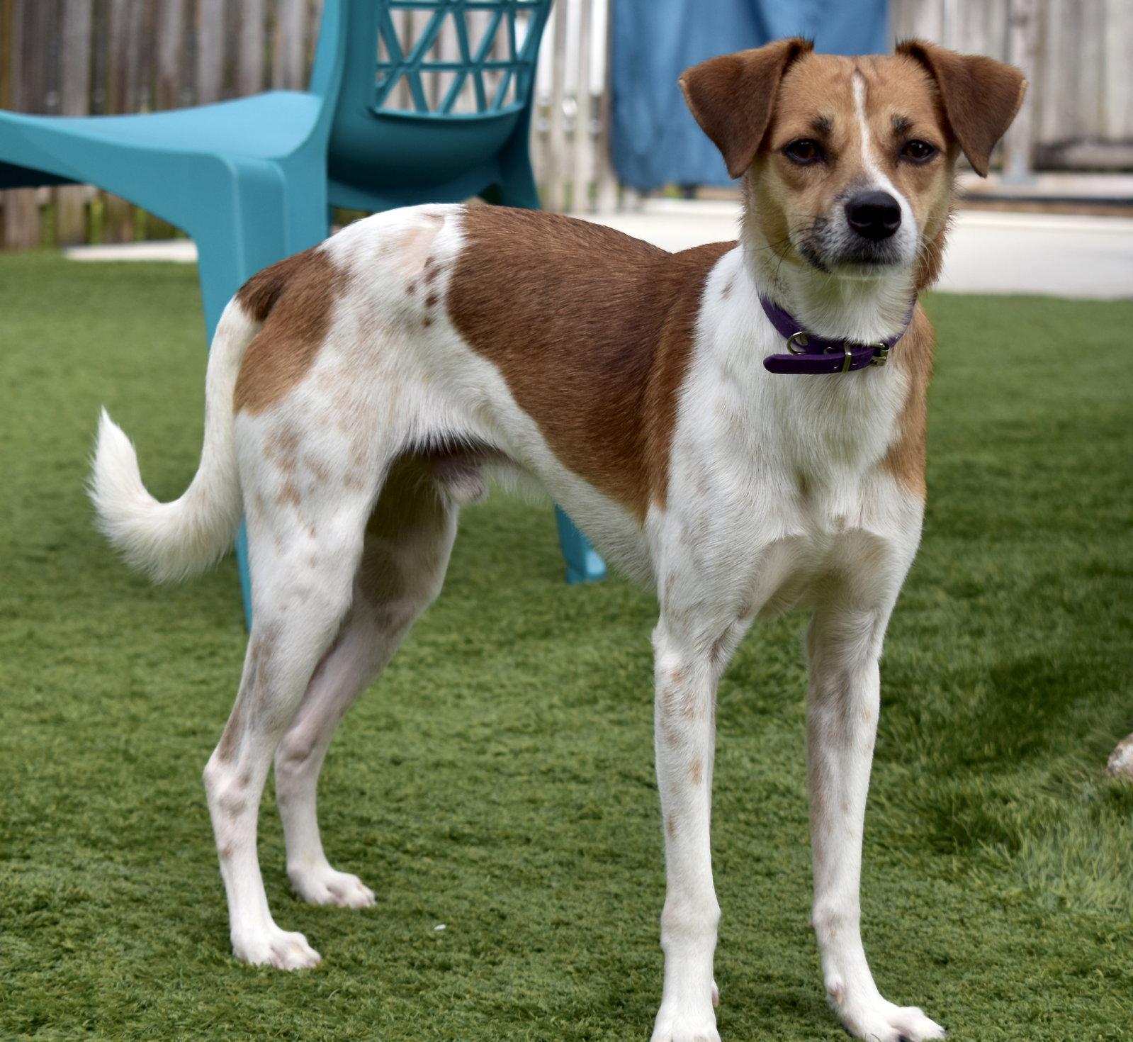 Jake, Adoptable, Young Male Jack Russell Terrier.