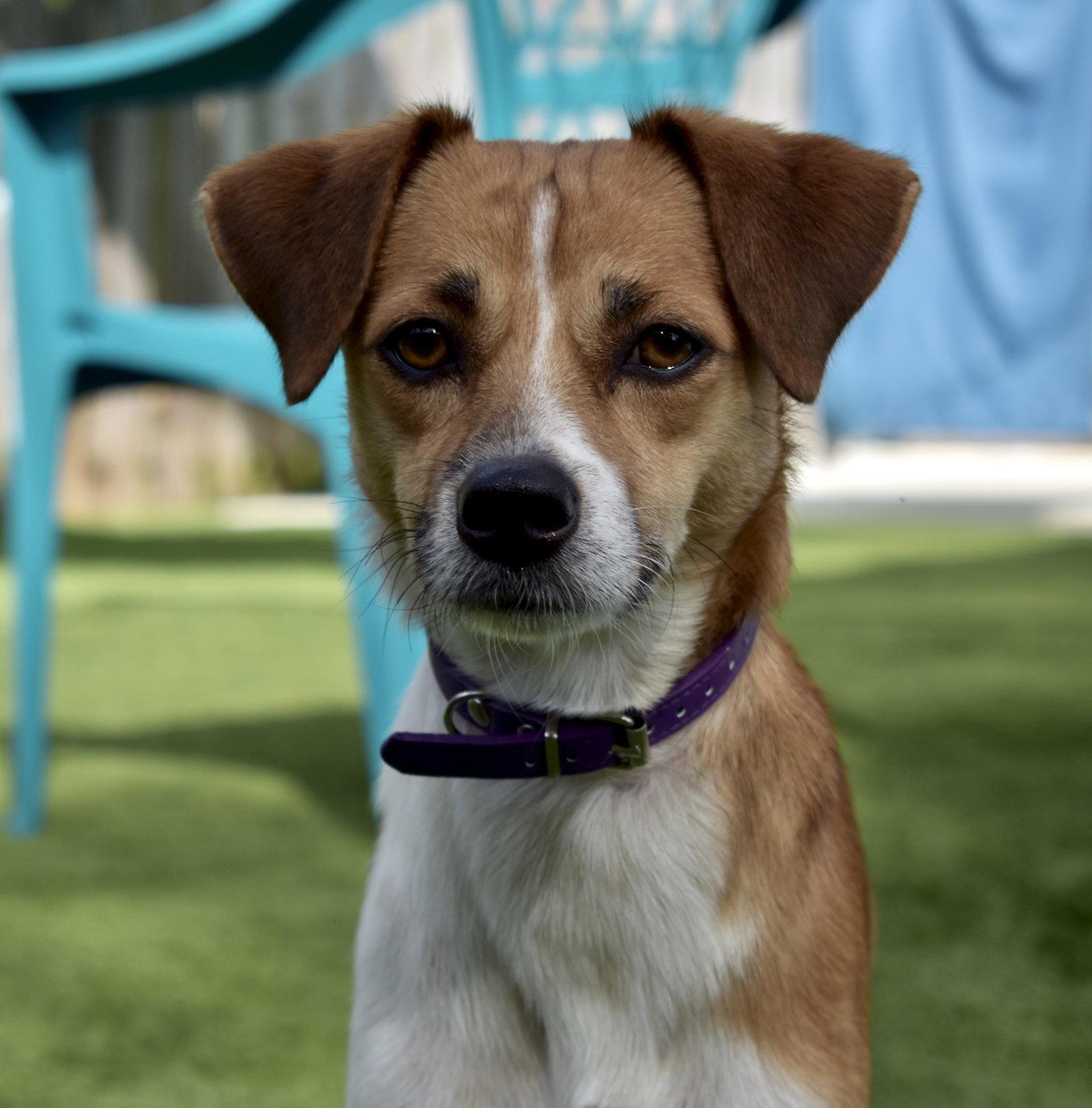 Enlarge Jake, a Adoptable Jack Russell Terrier in Sarasota, FL image 2/3