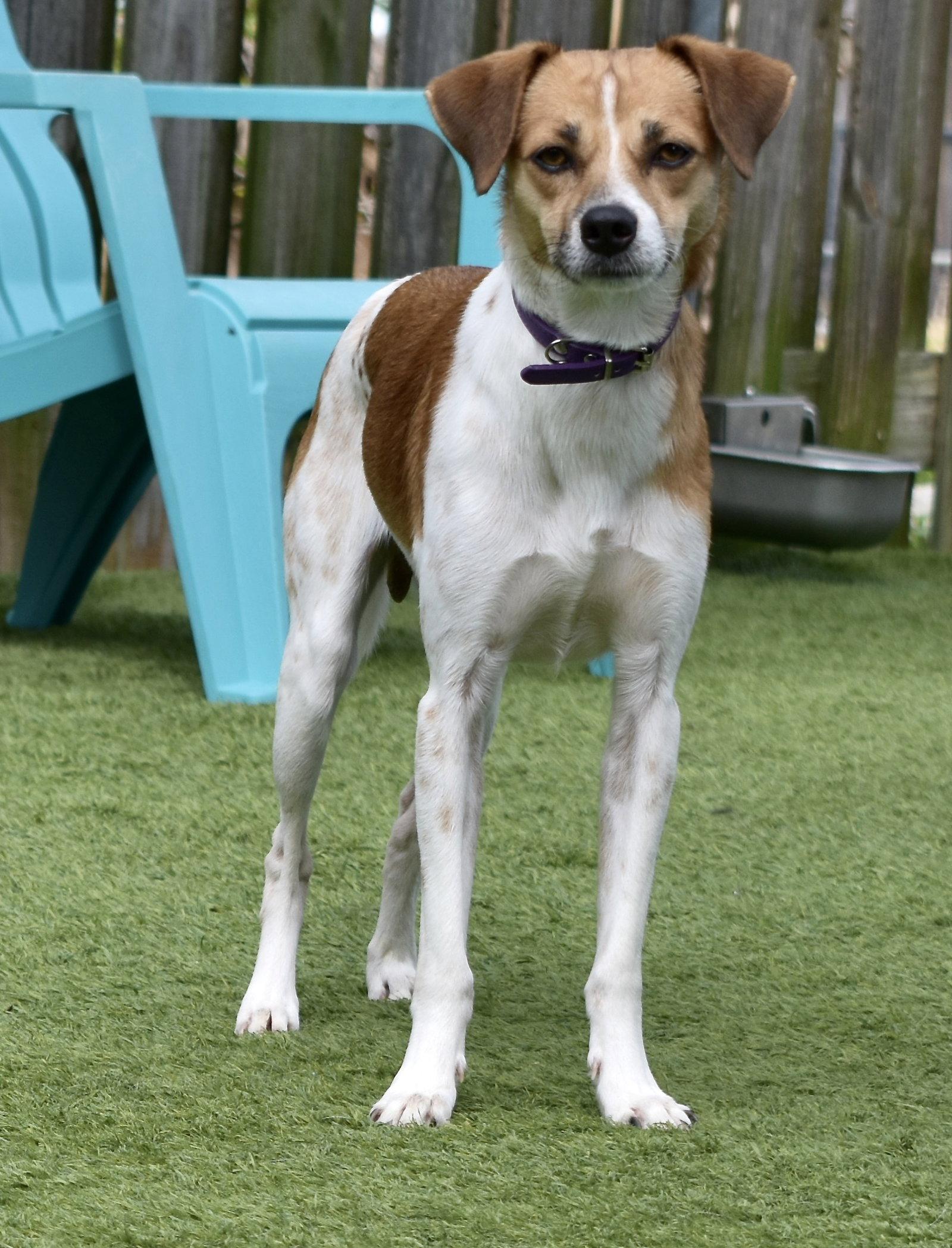 Enlarge Jake, a Adoptable Jack Russell Terrier in Sarasota, FL image 3/3