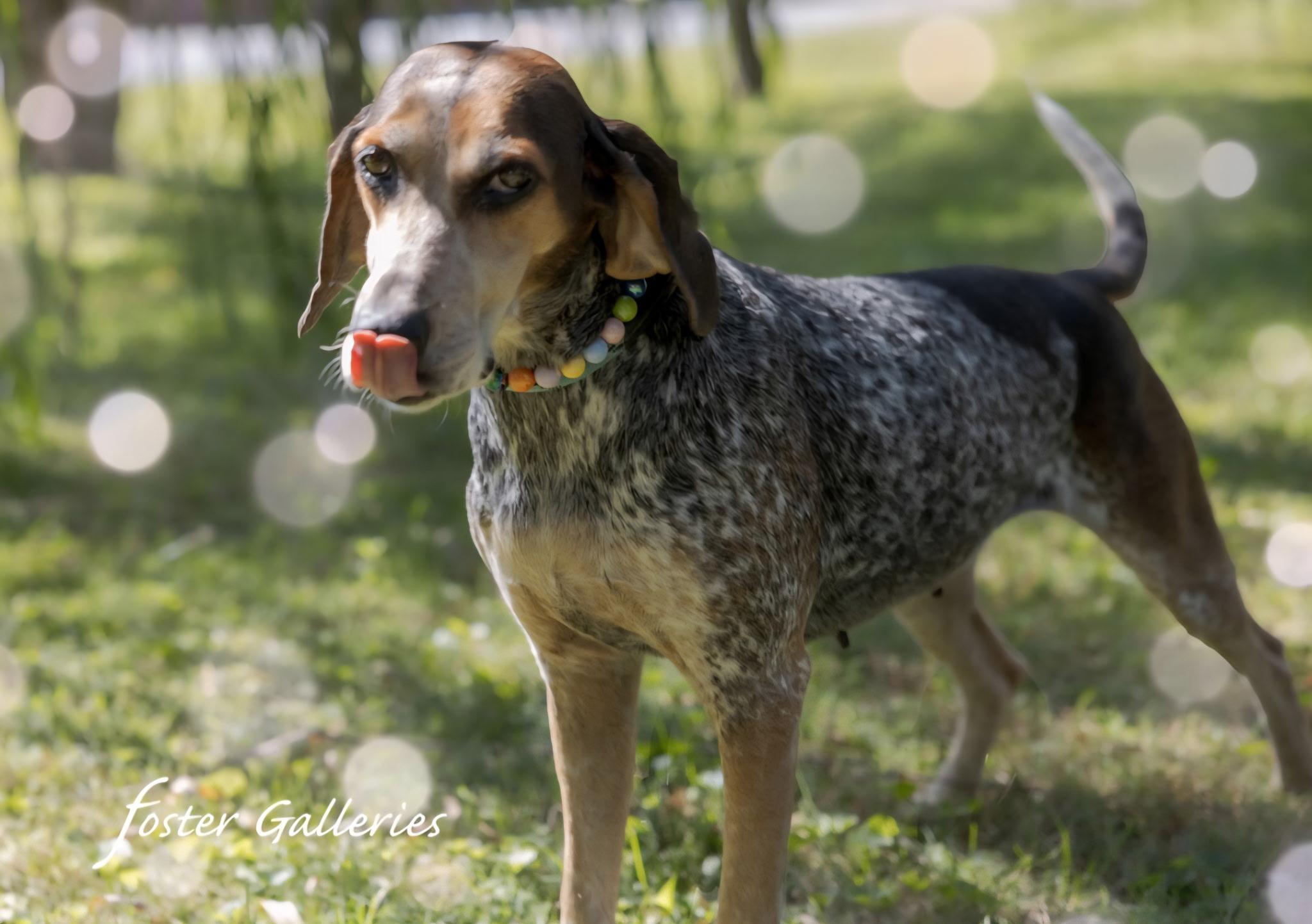 Delta, Adoptable, Adult Female Bluetick Coonhound.