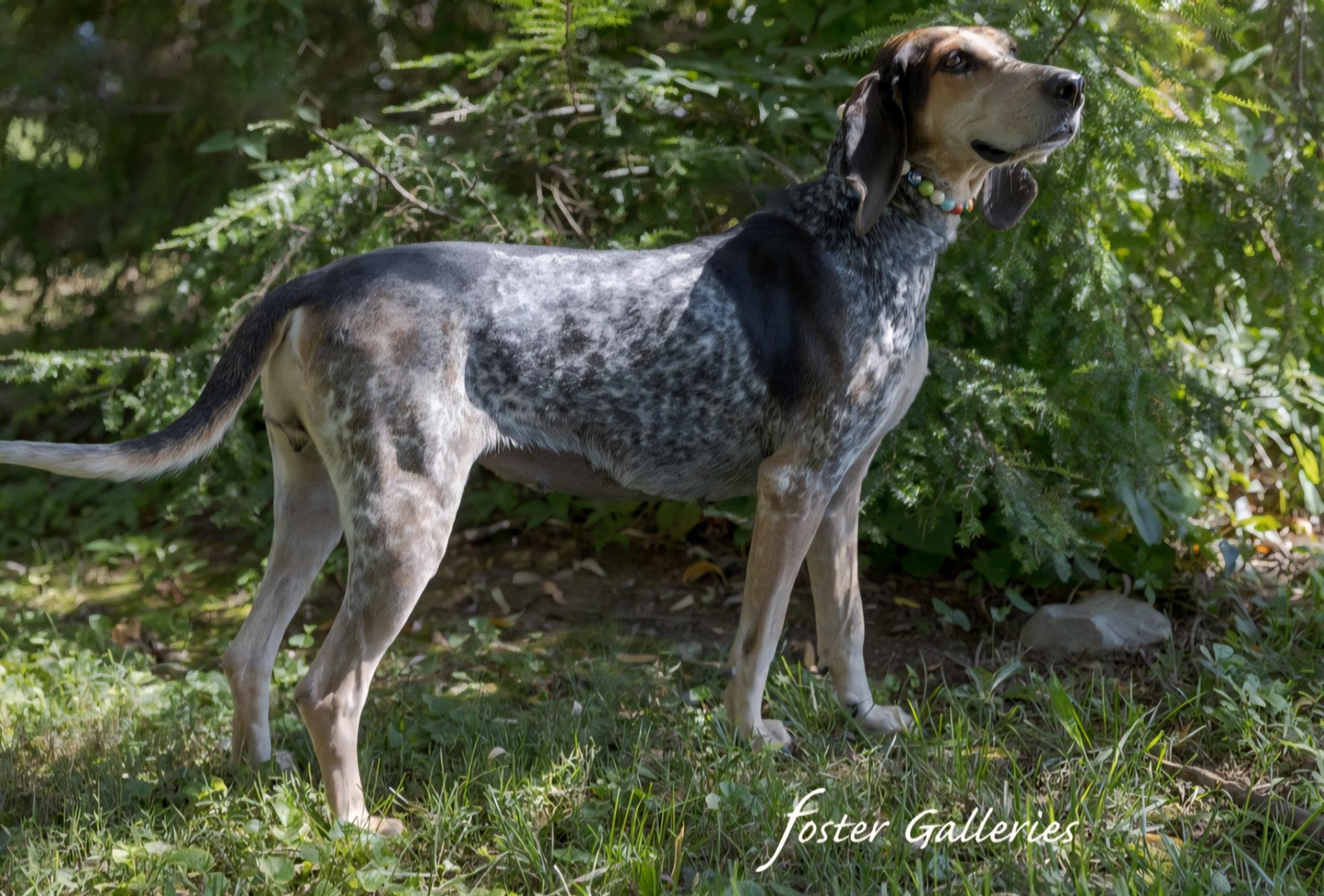 Enlarge Delta, a Adoptable Bluetick Coonhound in Greensboro, NC image 3/4