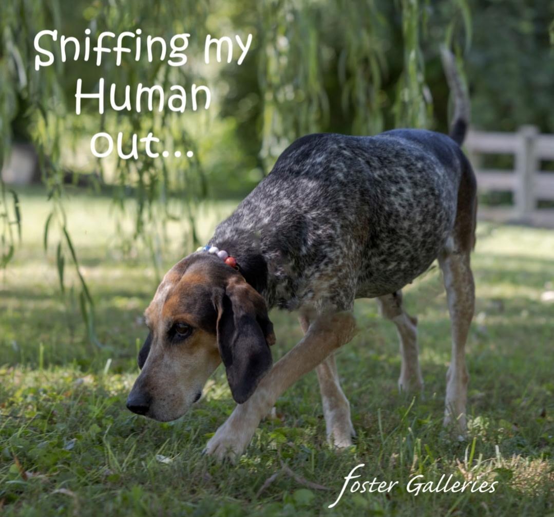 Enlarge Delta, a Adoptable Bluetick Coonhound in Greensboro, NC image 2/4