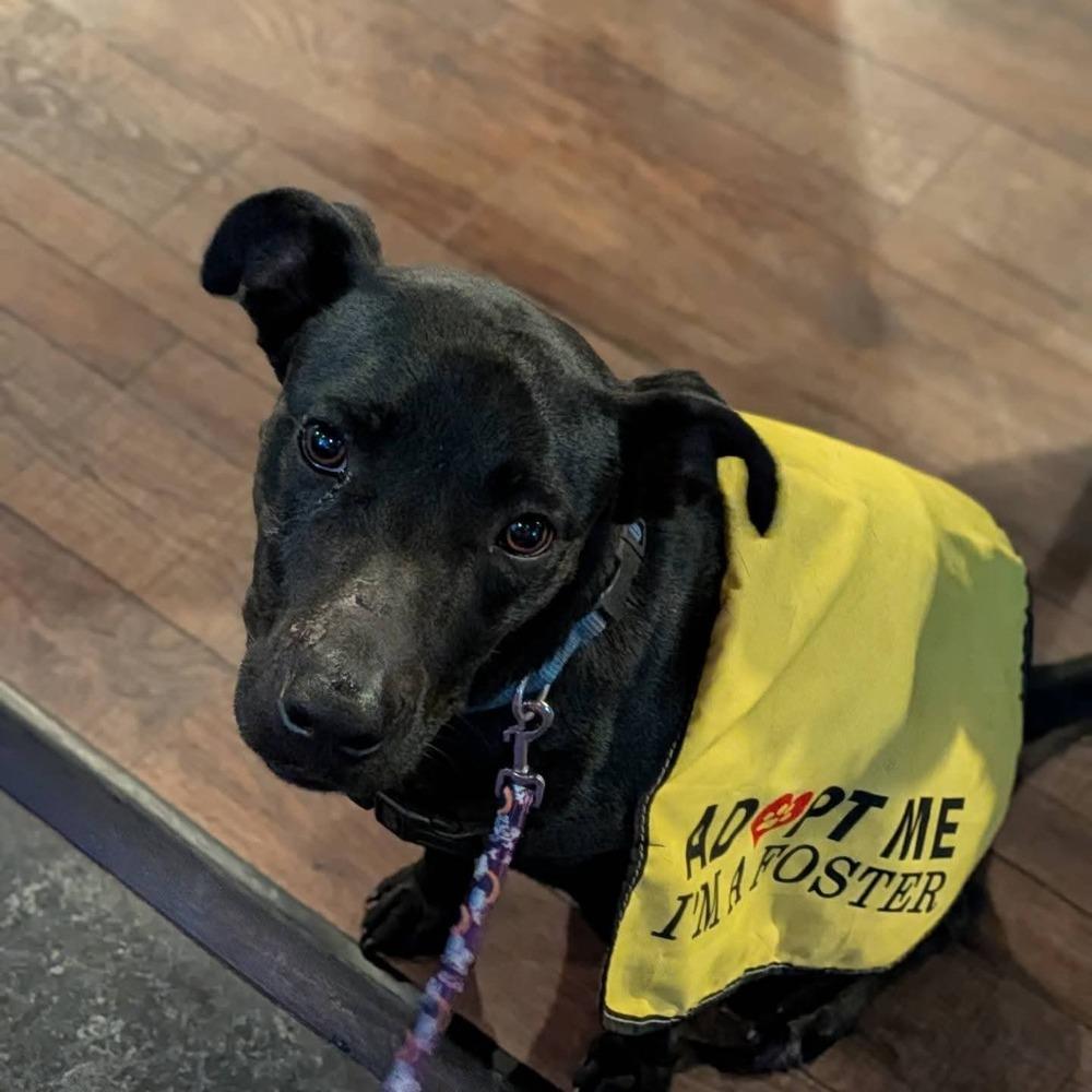 Maisie, Adoptable, Young Female Labrador Retriever.