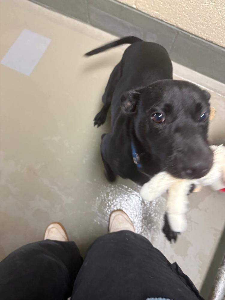 Enlarge Maisie, a Adoptable mixed breed in Statesville, NC image 2/6