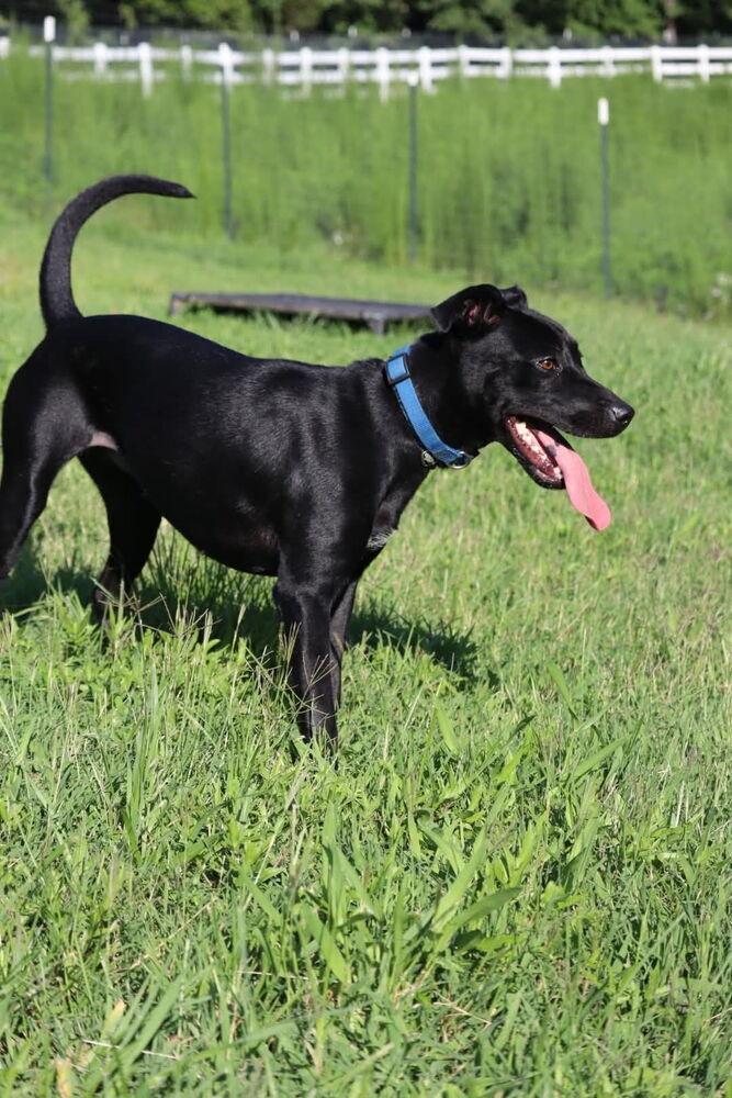 Enlarge Maisie, a Adoptable mixed breed in Statesville, NC image 3/6