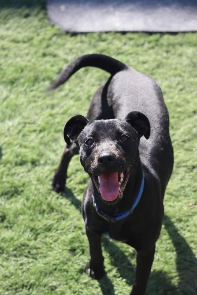 Enlarge Maisie, a Adoptable mixed breed in Statesville, NC image 4/6