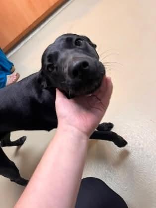 Enlarge Maisie, a Adoptable mixed breed in Statesville, NC image 5/6