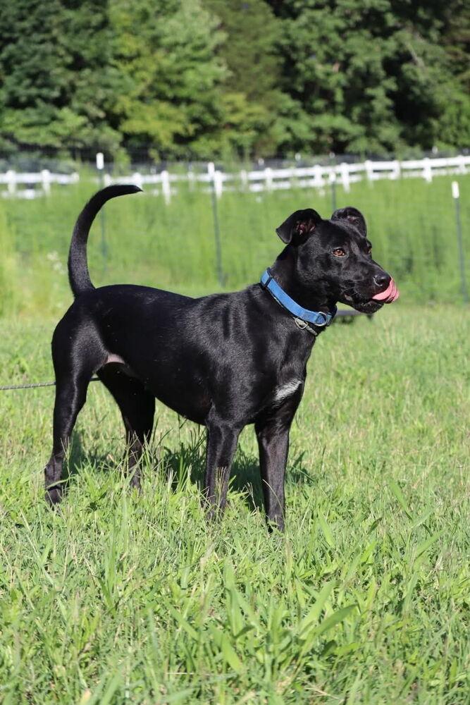 Enlarge Maisie, a Adoptable mixed breed in Statesville, NC image 6/6
