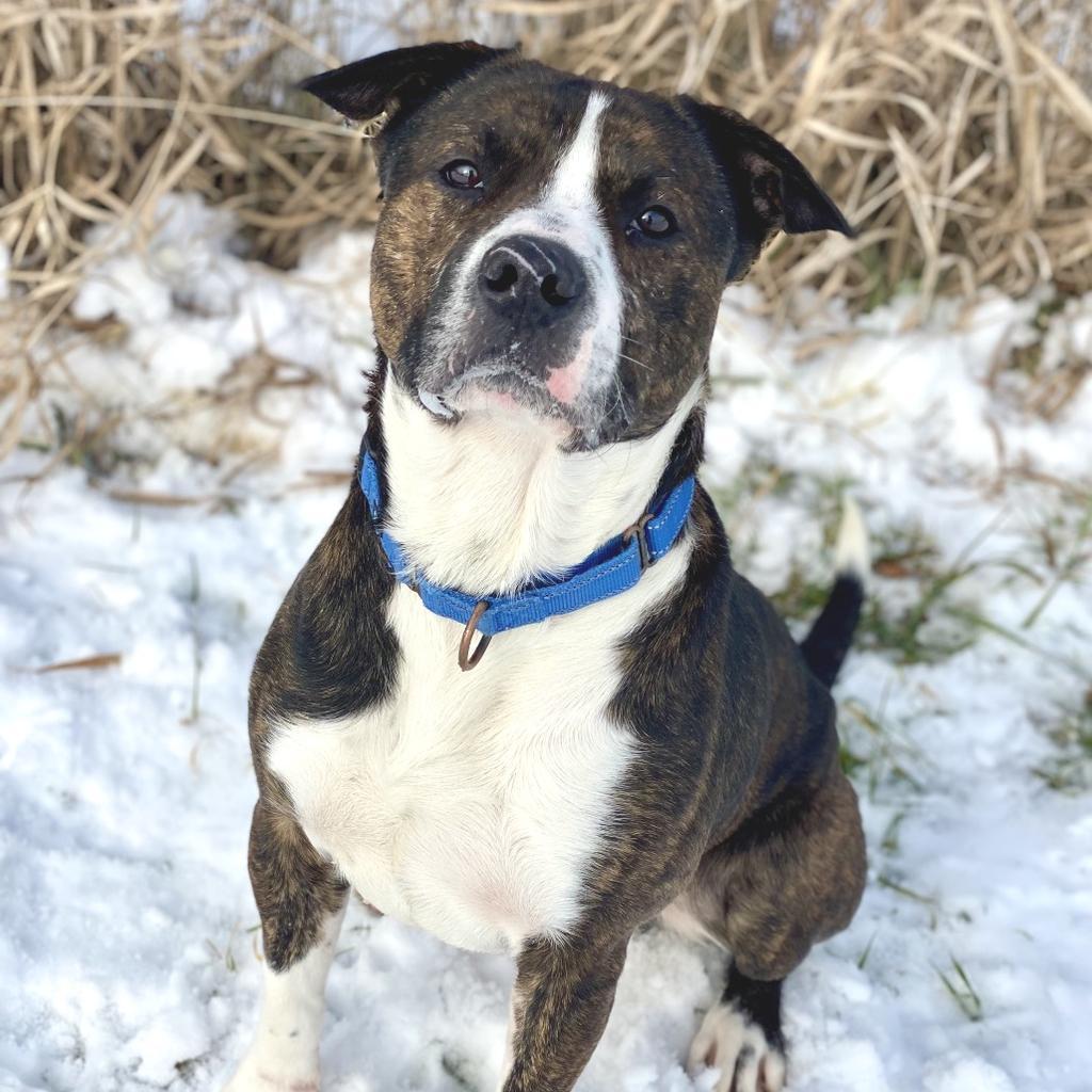 Enlarge Bear, a Adoptable mixed breed in Decorah, IA image 1/1