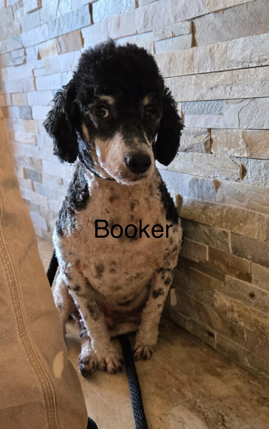 Enlarge Booker, a Adoptable Miniature Poodle in Glenwood City, WI image 2/2