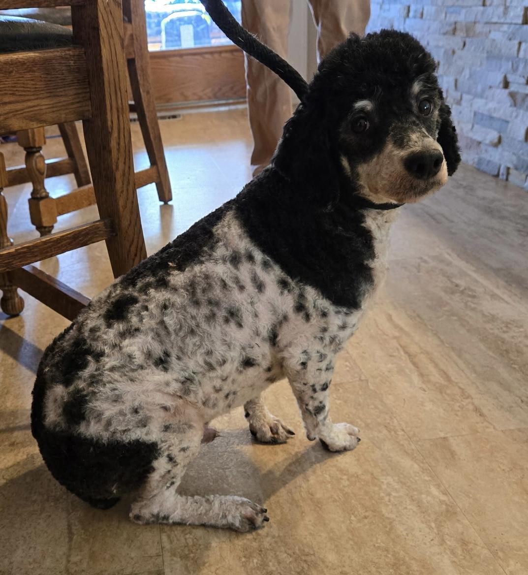 Booker, Adoptable, Young Male Miniature Poodle.