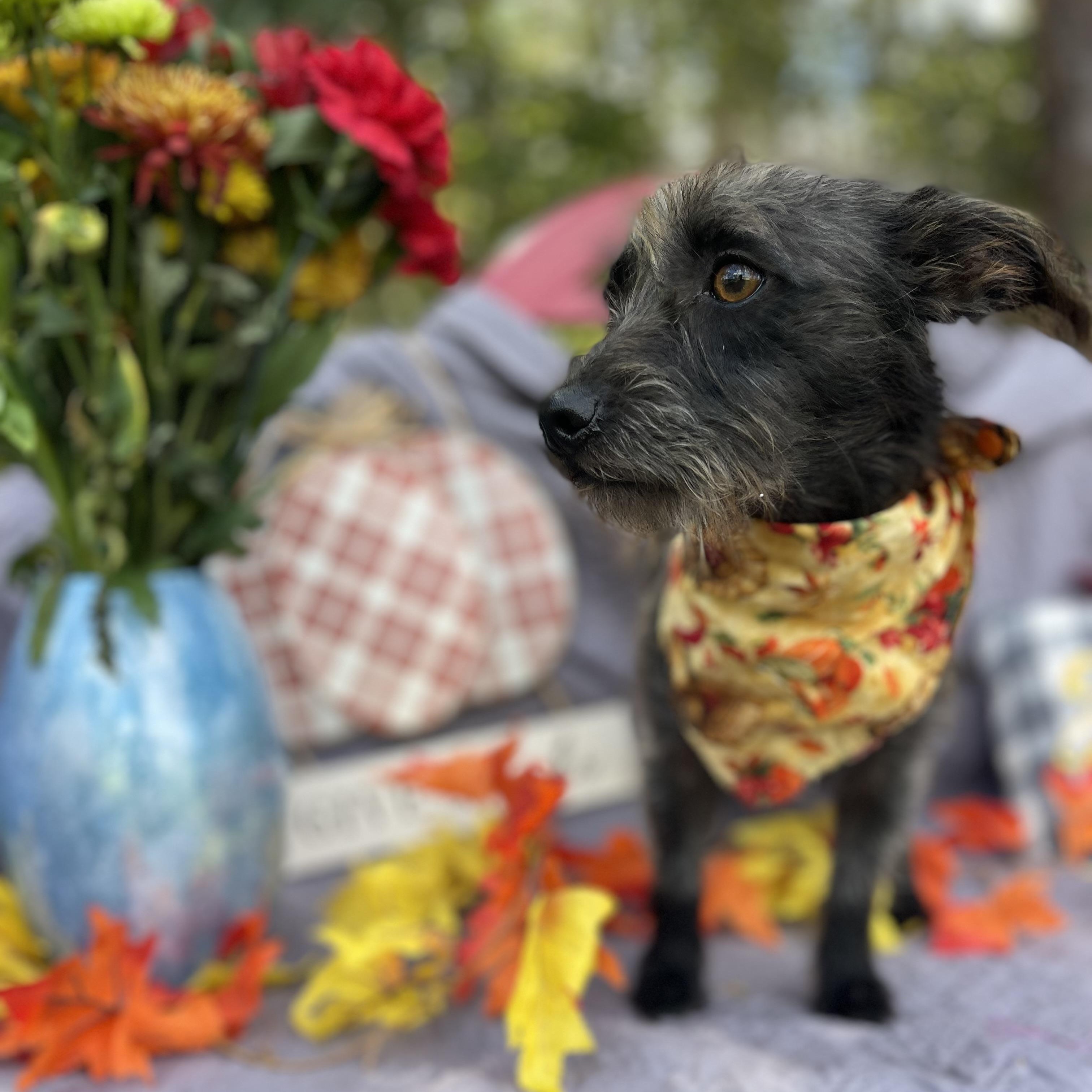 Enlarge Kobra, an adoptable mixed breed in Sebring, FL image 4/6