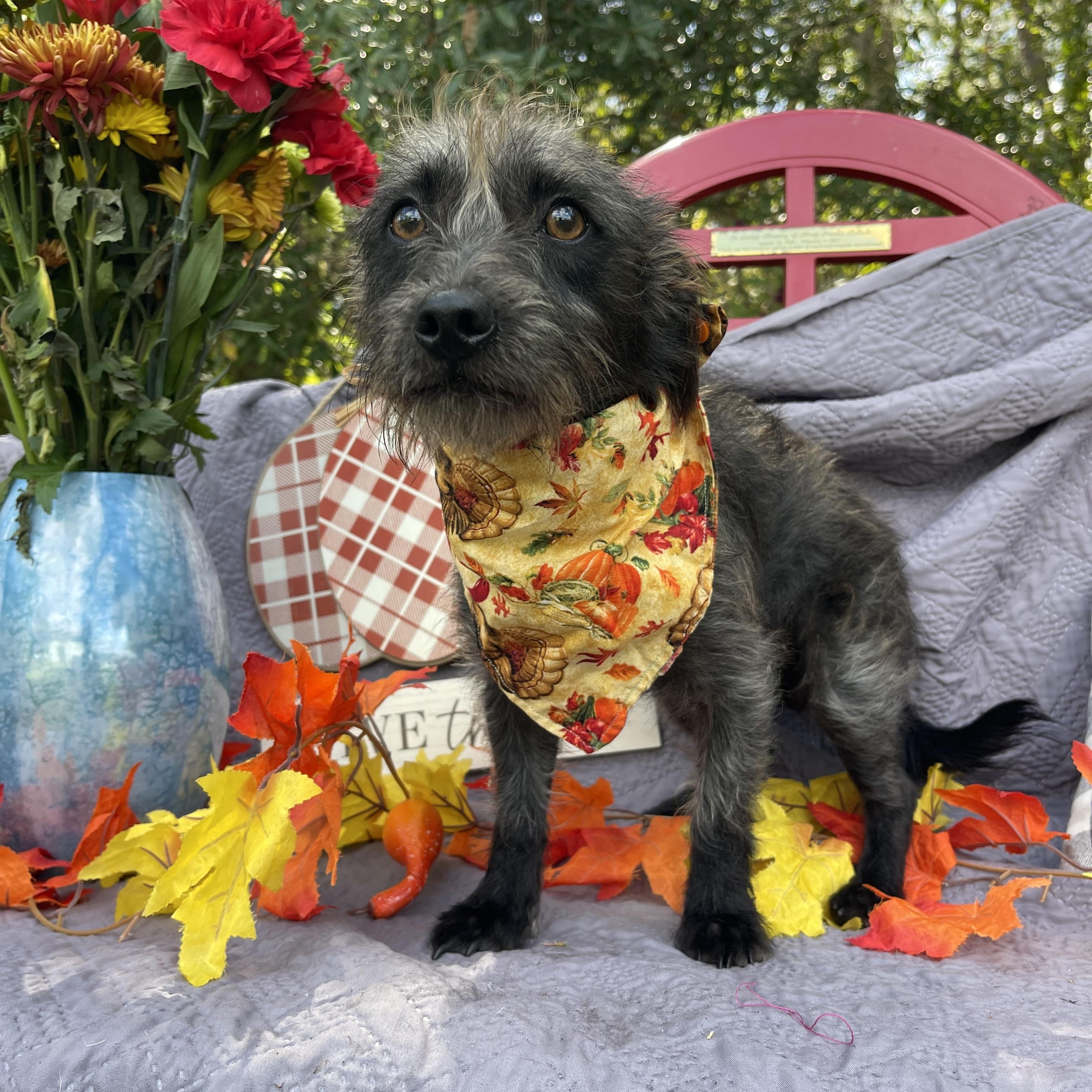 Enlarge Kobra, an adoptable mixed breed in Sebring, FL image 2/6