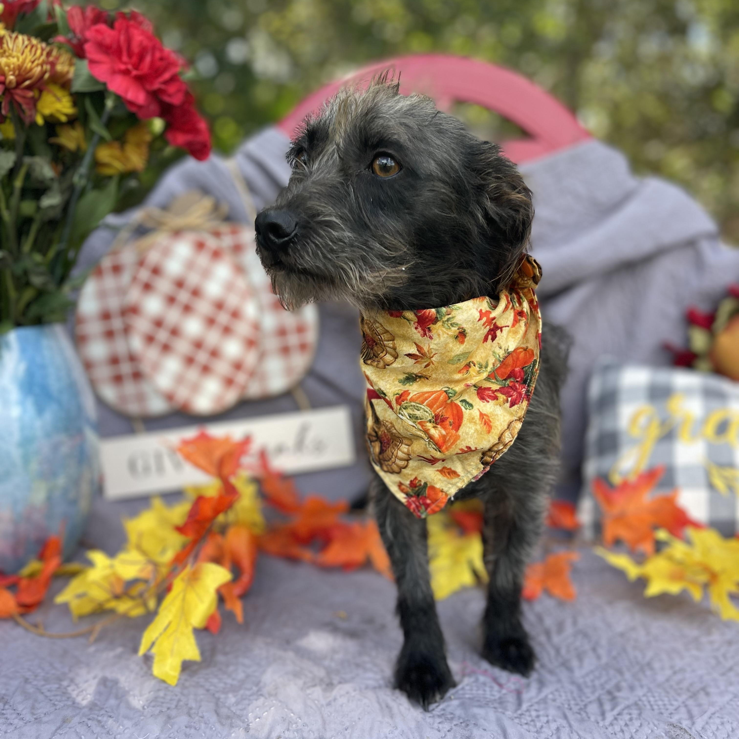 Enlarge Kobra, an adoptable mixed breed in Sebring, FL image 6/6