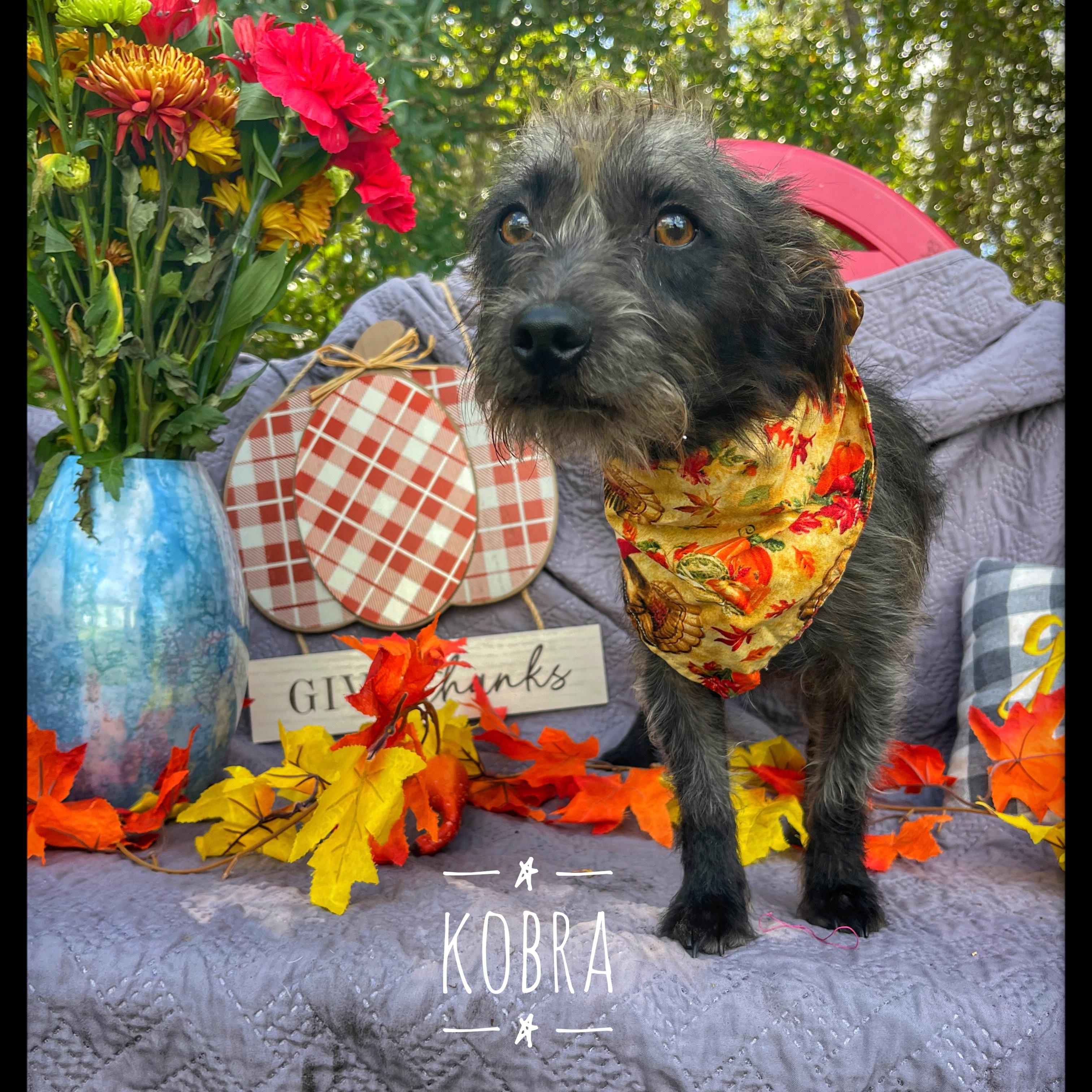 Enlarge Kobra, an adoptable mixed breed in Sebring, FL image 1/6