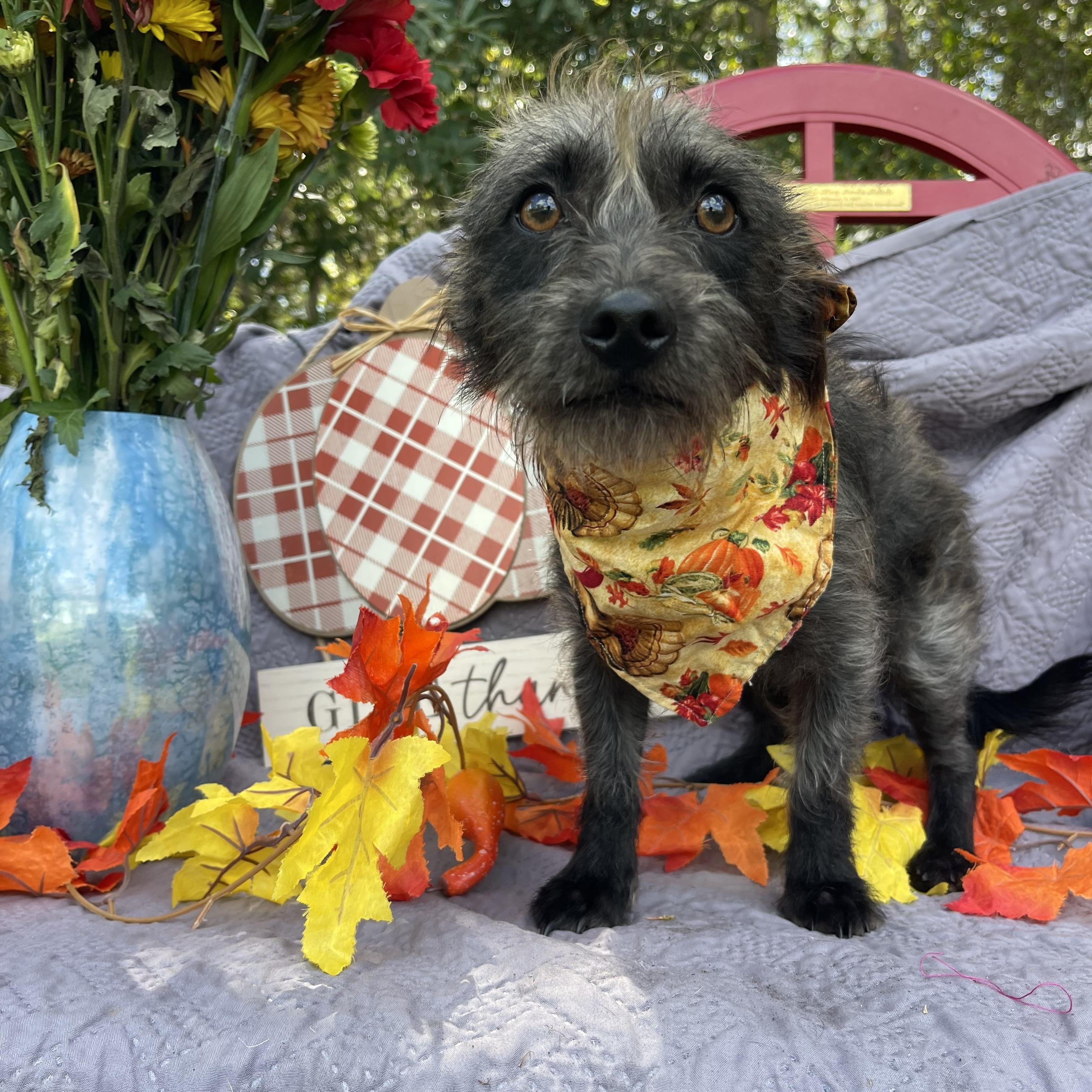 Enlarge Kobra, an adoptable mixed breed in Sebring, FL image 5/6