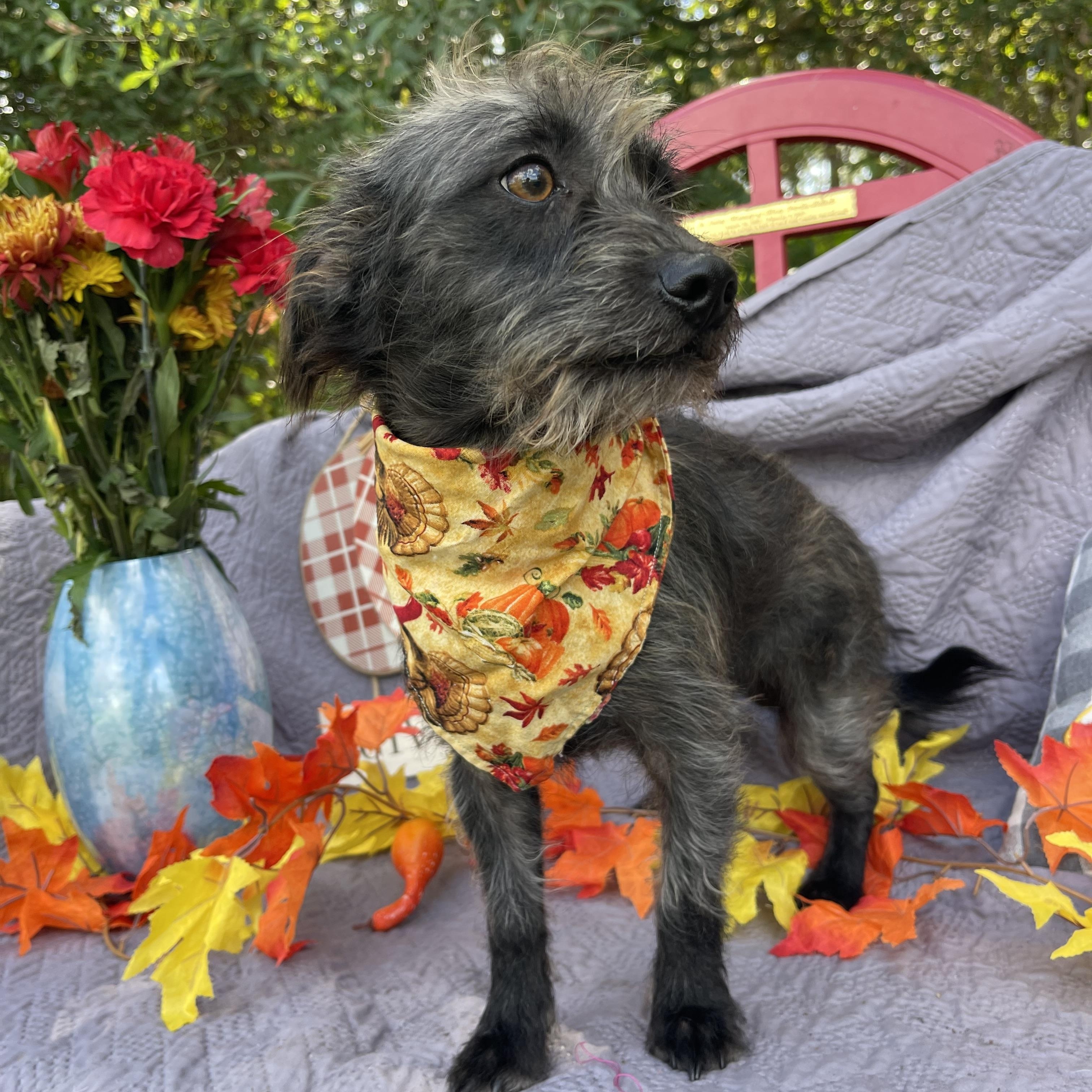 Enlarge Kobra, an adoptable mixed breed in Sebring, FL image 3/6